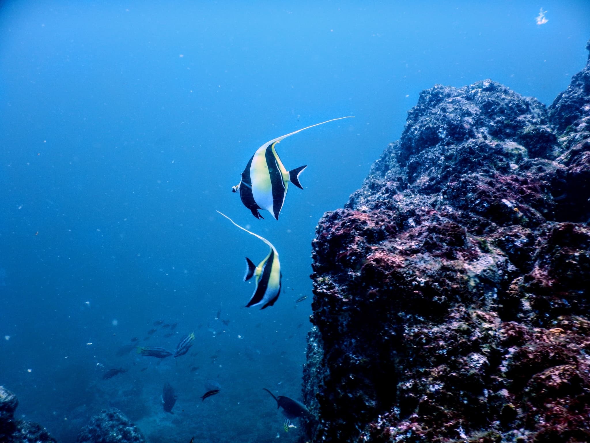 Moorish Idol — photograph 3