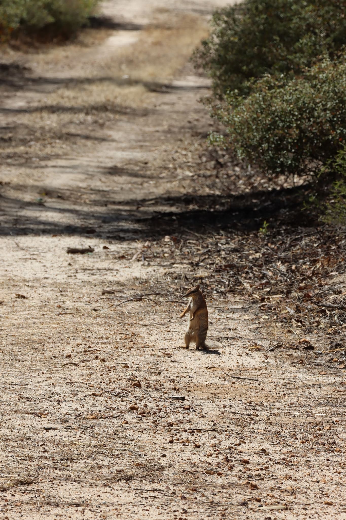 Numbat — photograph 2