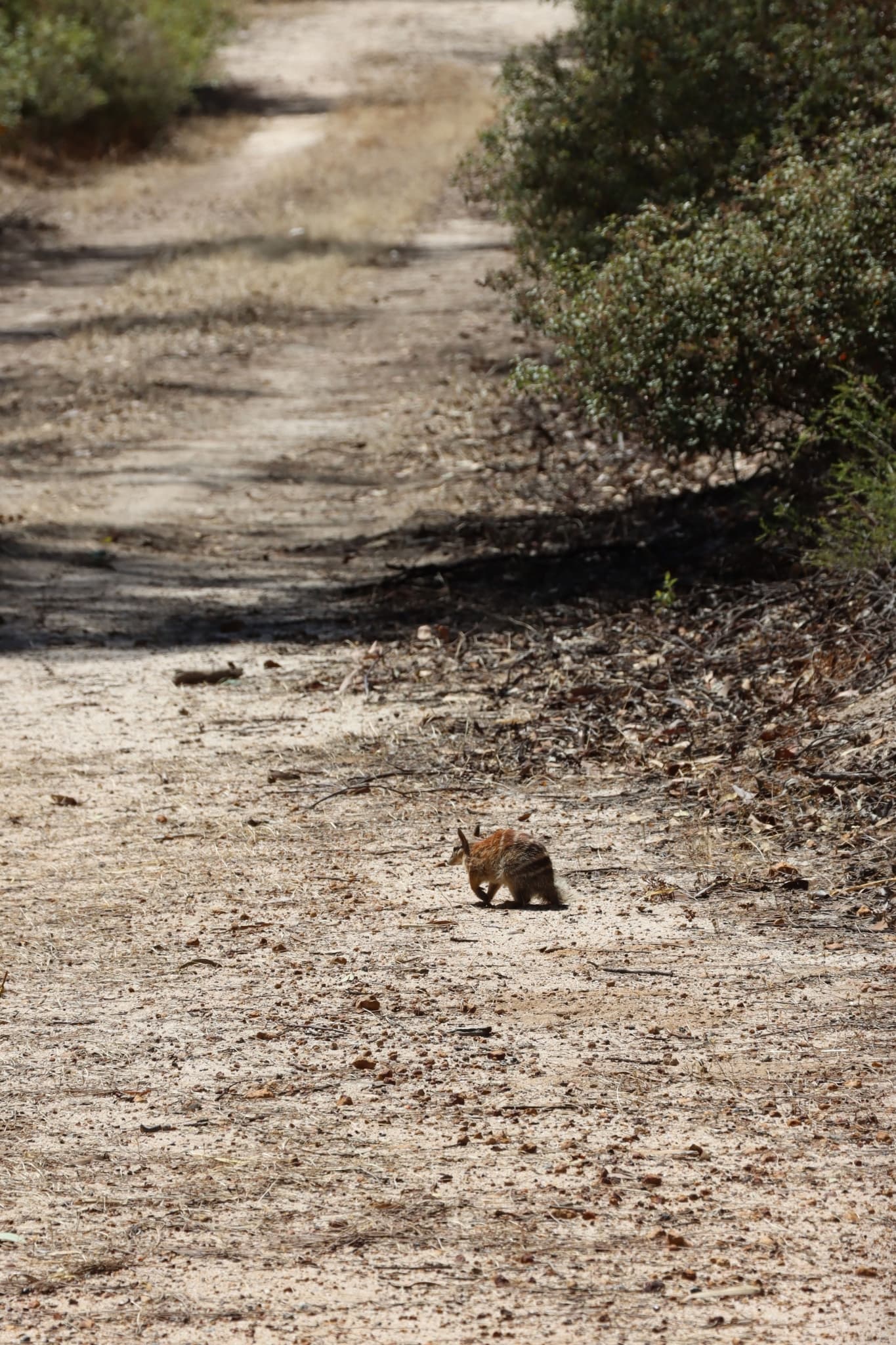Numbat — photograph 3