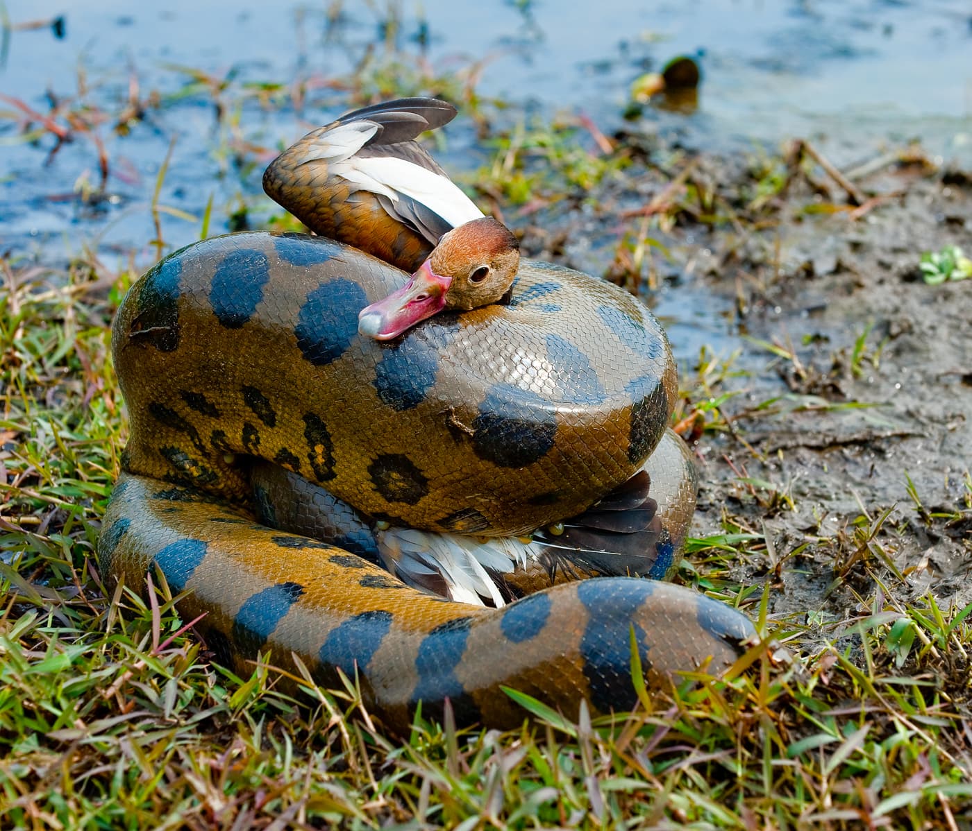 Green Anaconda