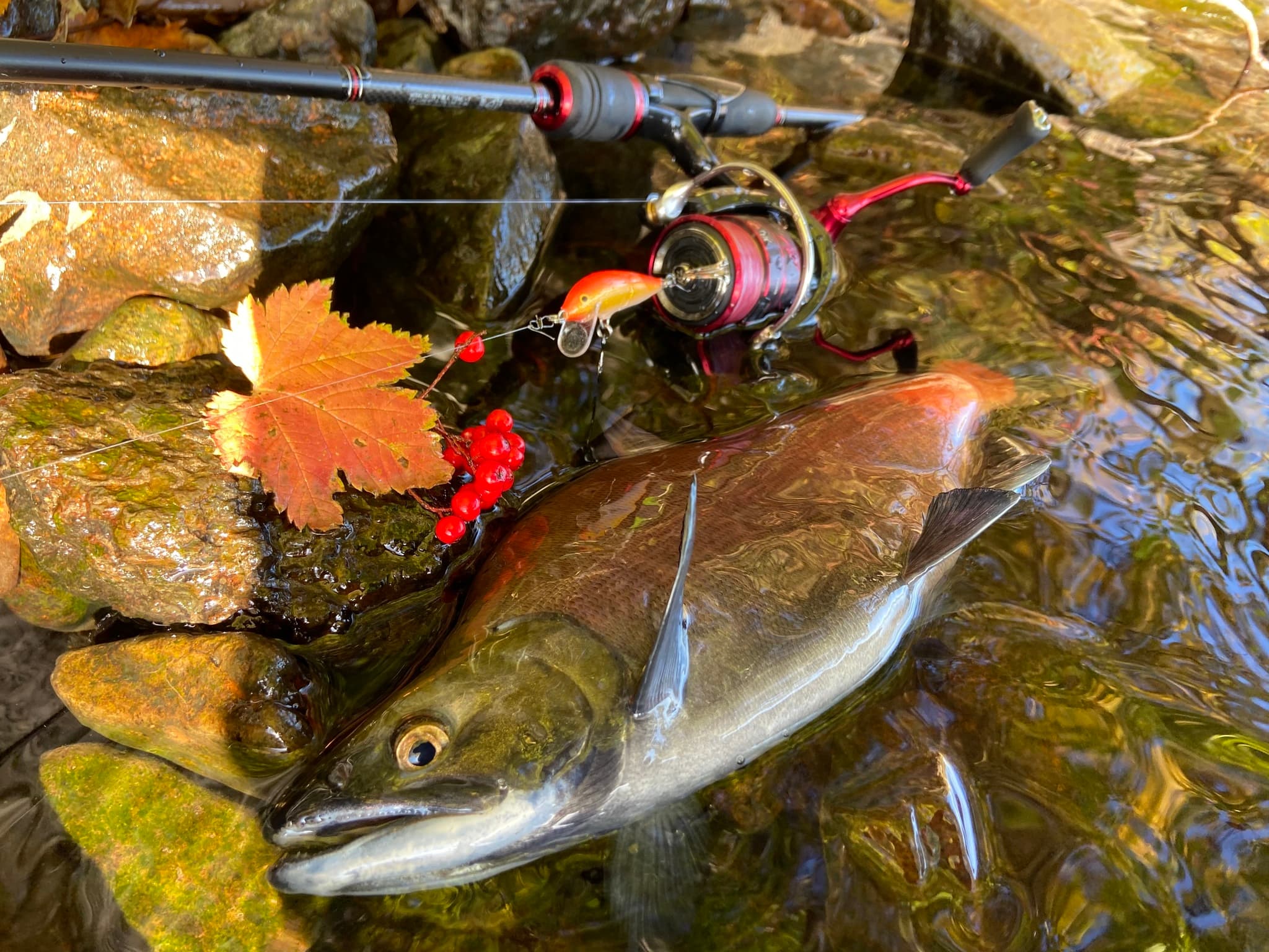 Sockeye Salmon — photograph 2