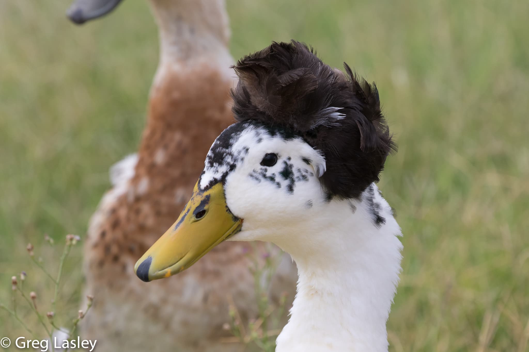 Mallard photo
