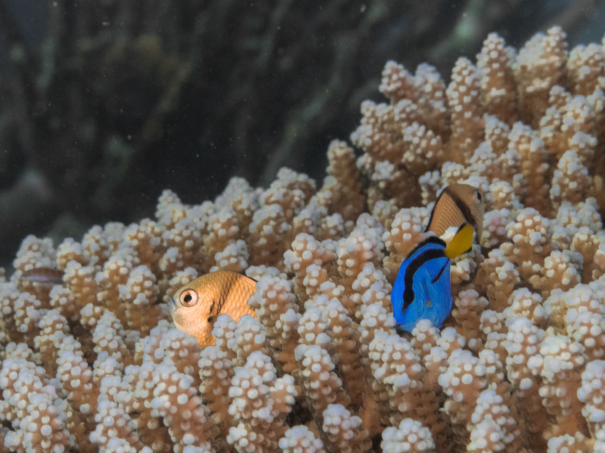 Blue Tang