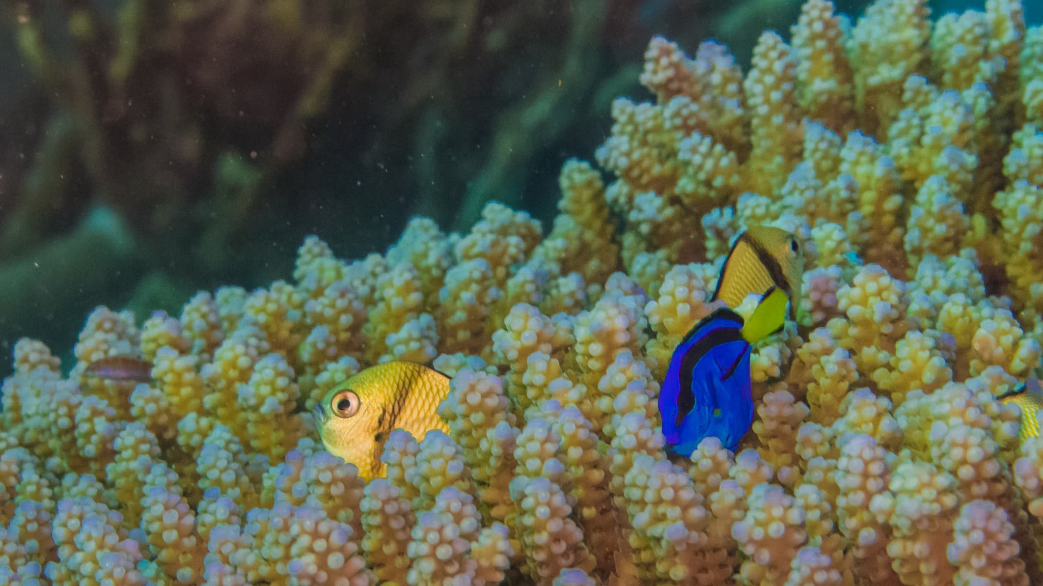 Blue Tang — photograph 2