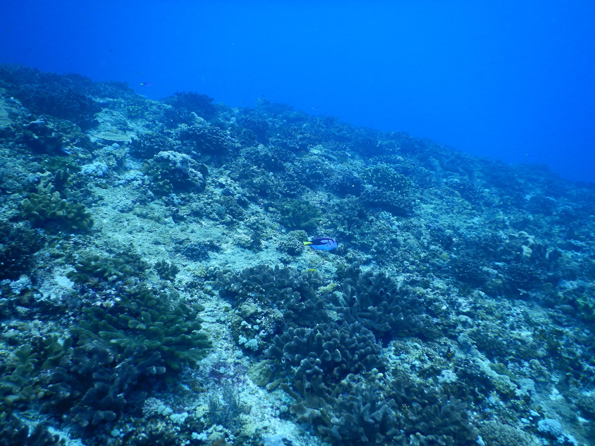 Blue Tang — photograph 3