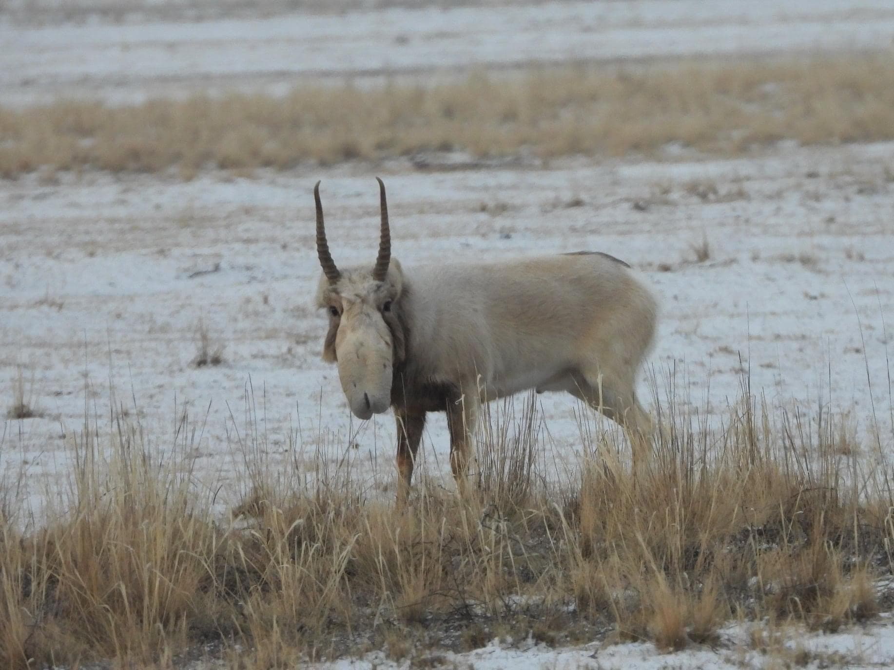 Saiga Antelope — photograph 2