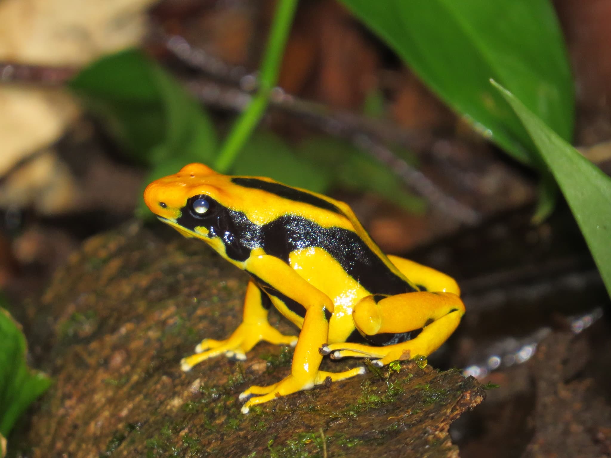 Dyeing Poison Dart Frog — photograph 3