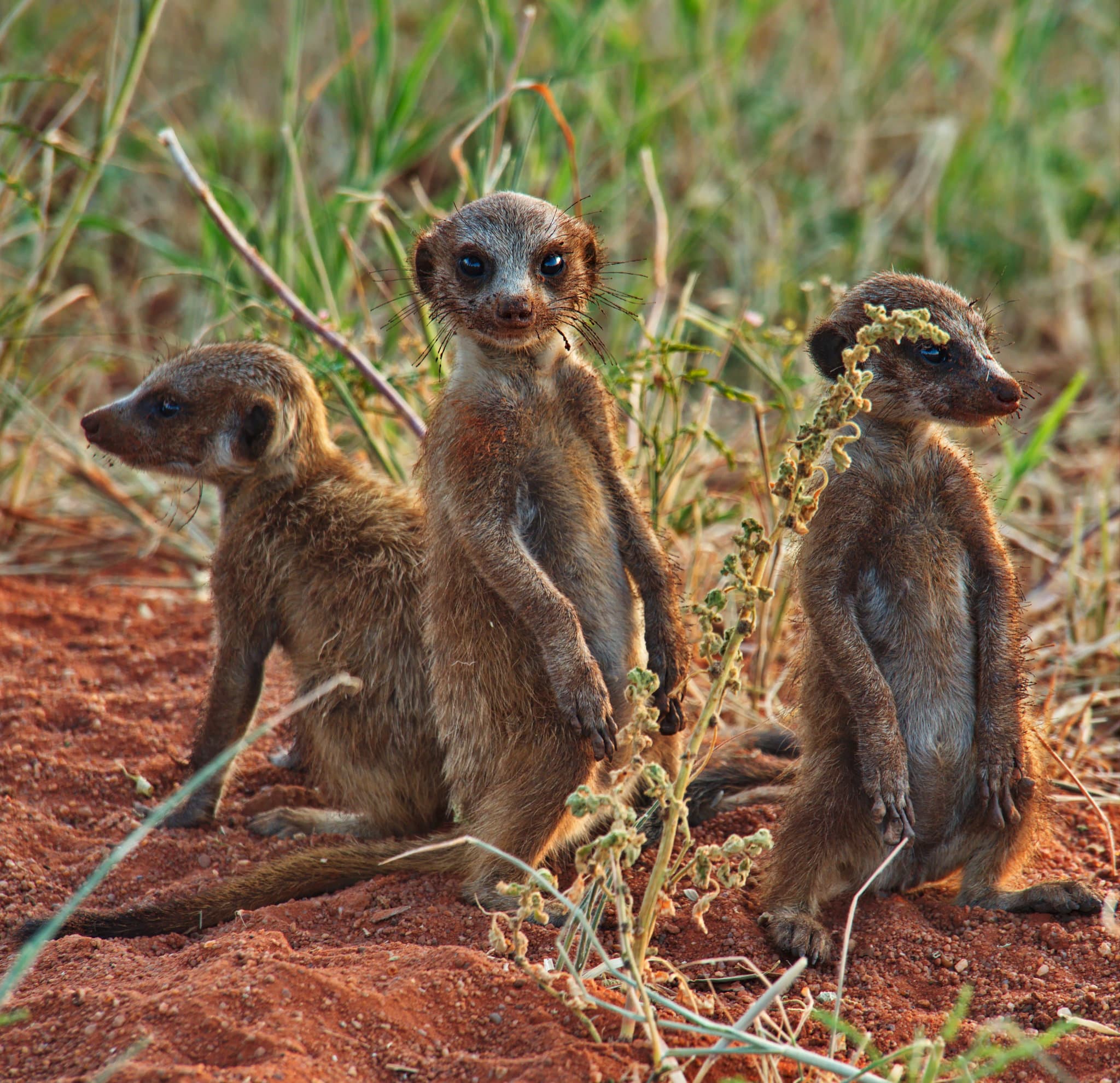 Meerkat