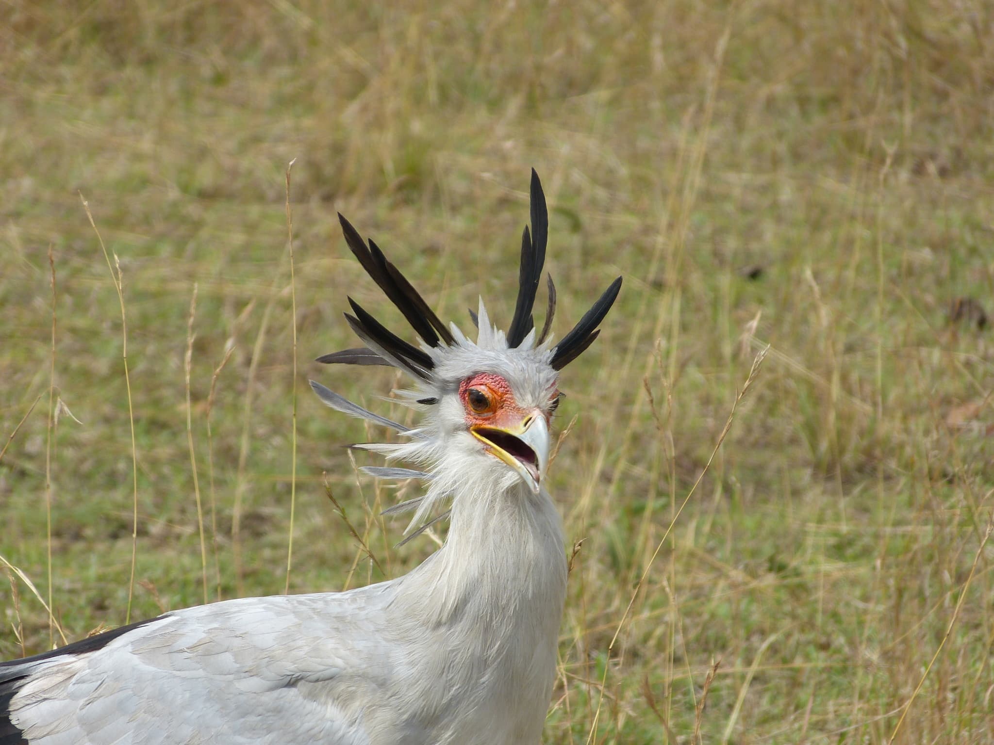 Secretarybird — photograph 2
