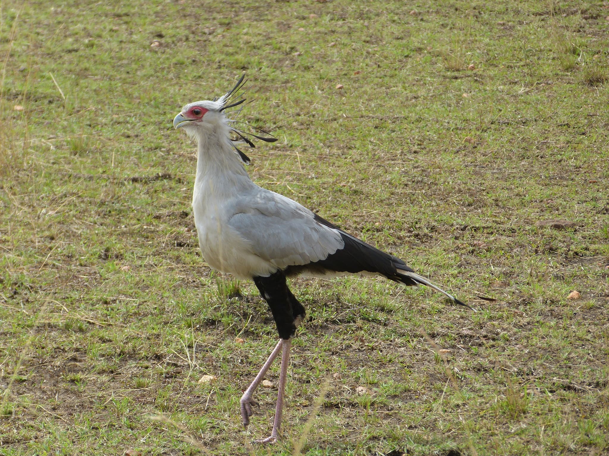 Secretarybird — photograph 3