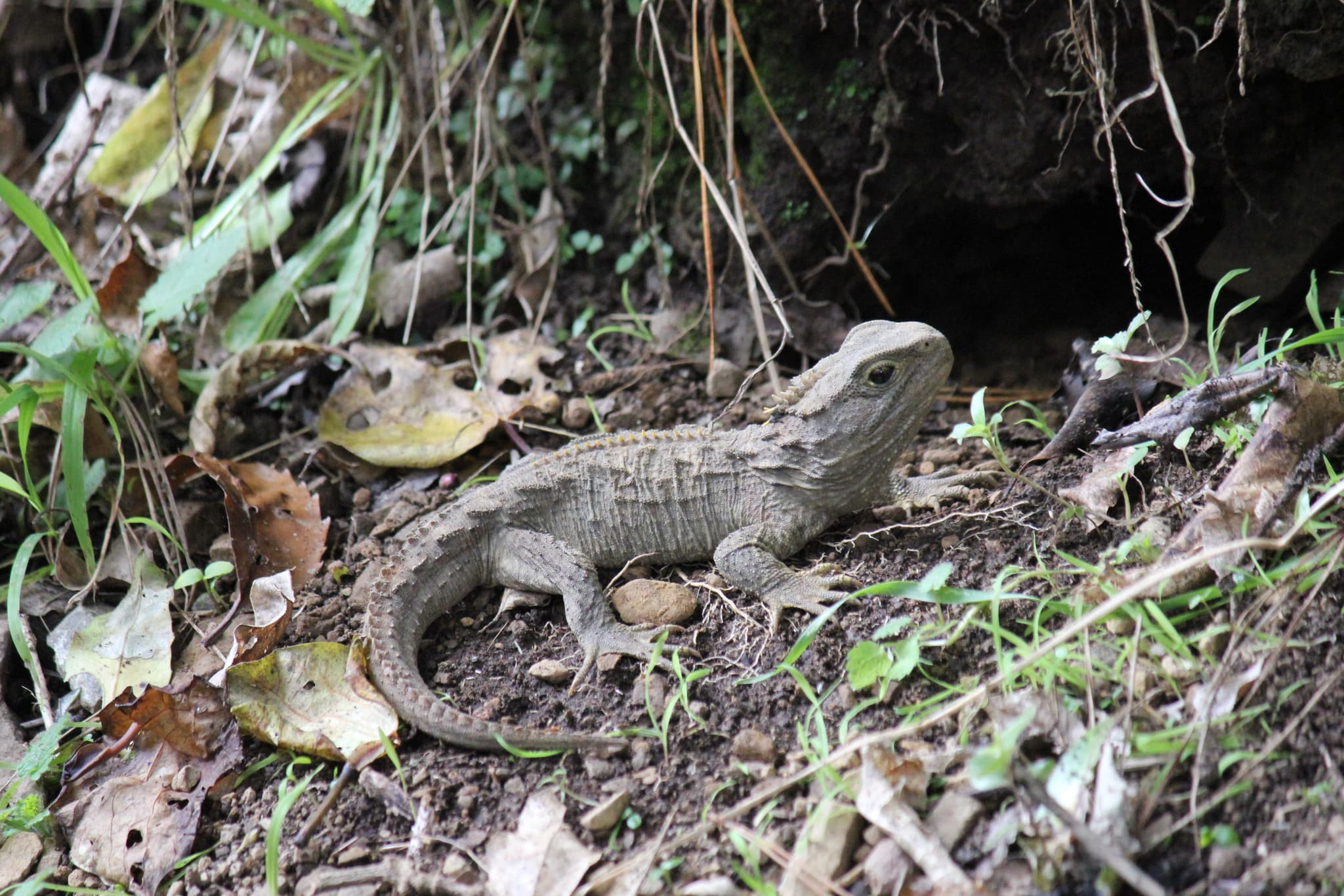 Tuatara — photograph 3