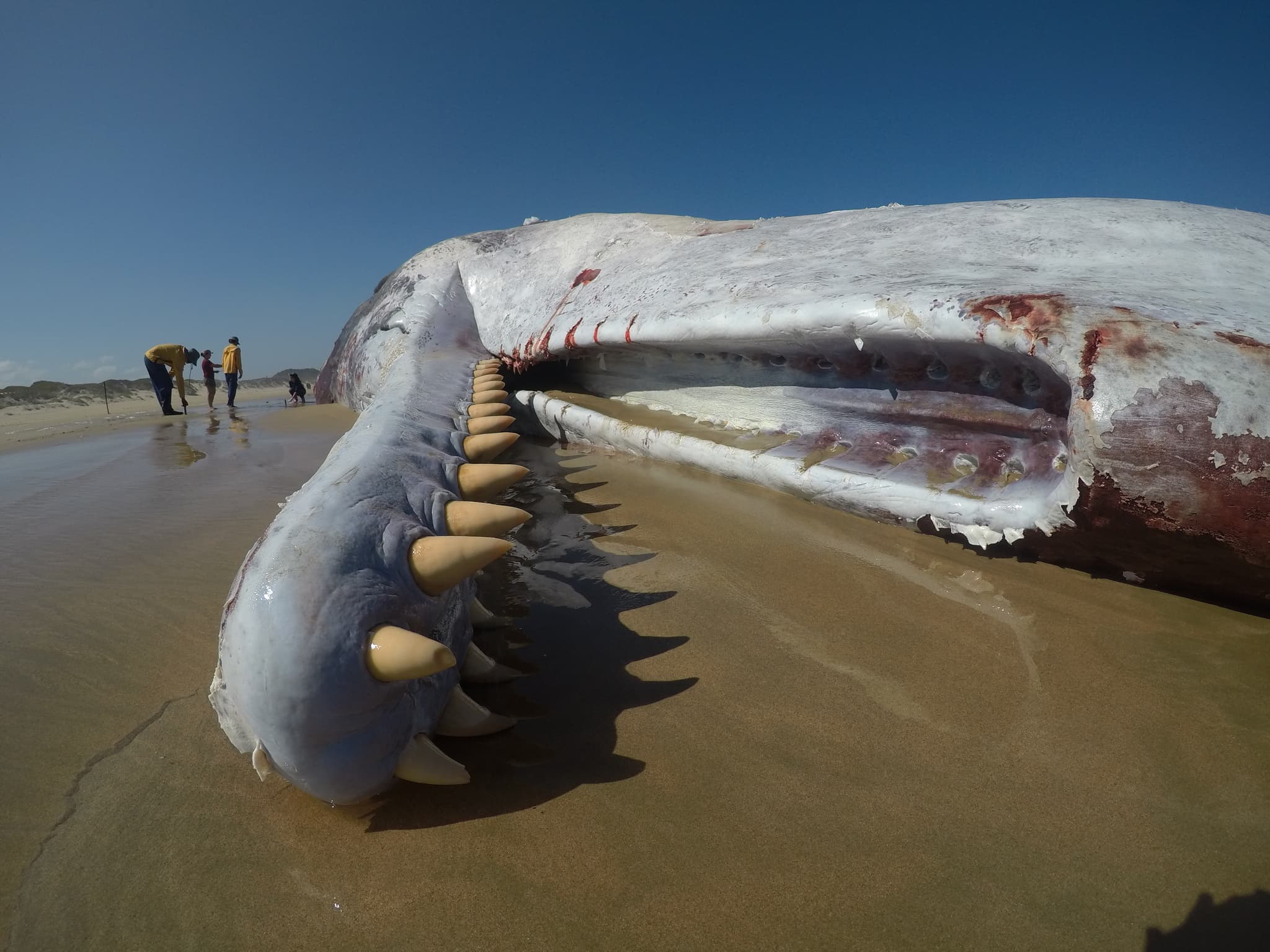 Sperm Whale