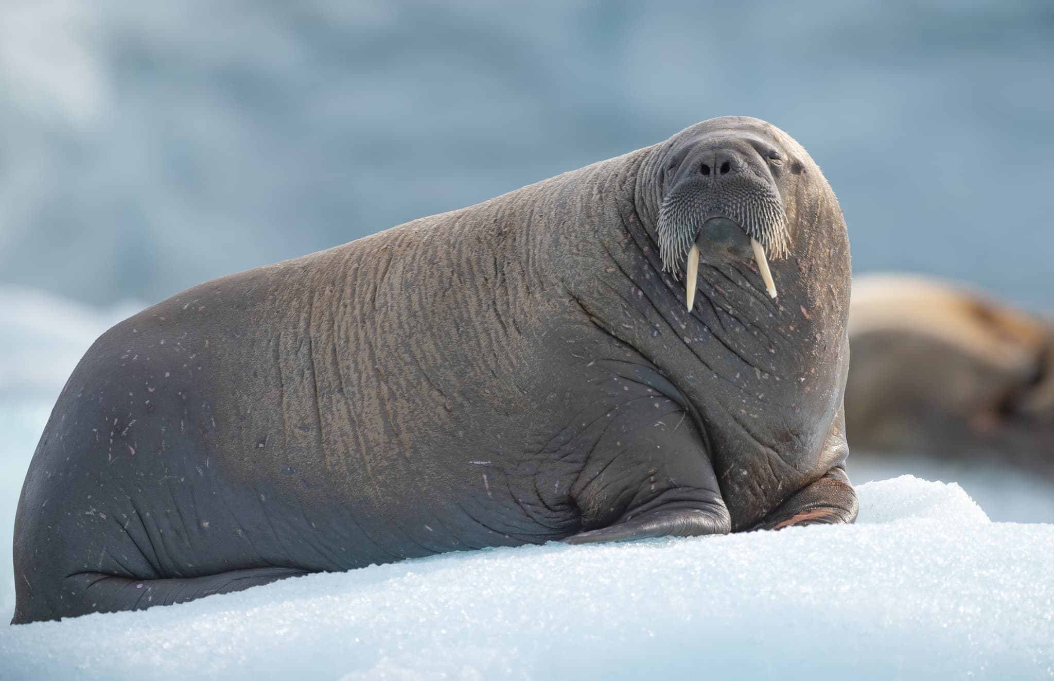 Walrus — photograph 3