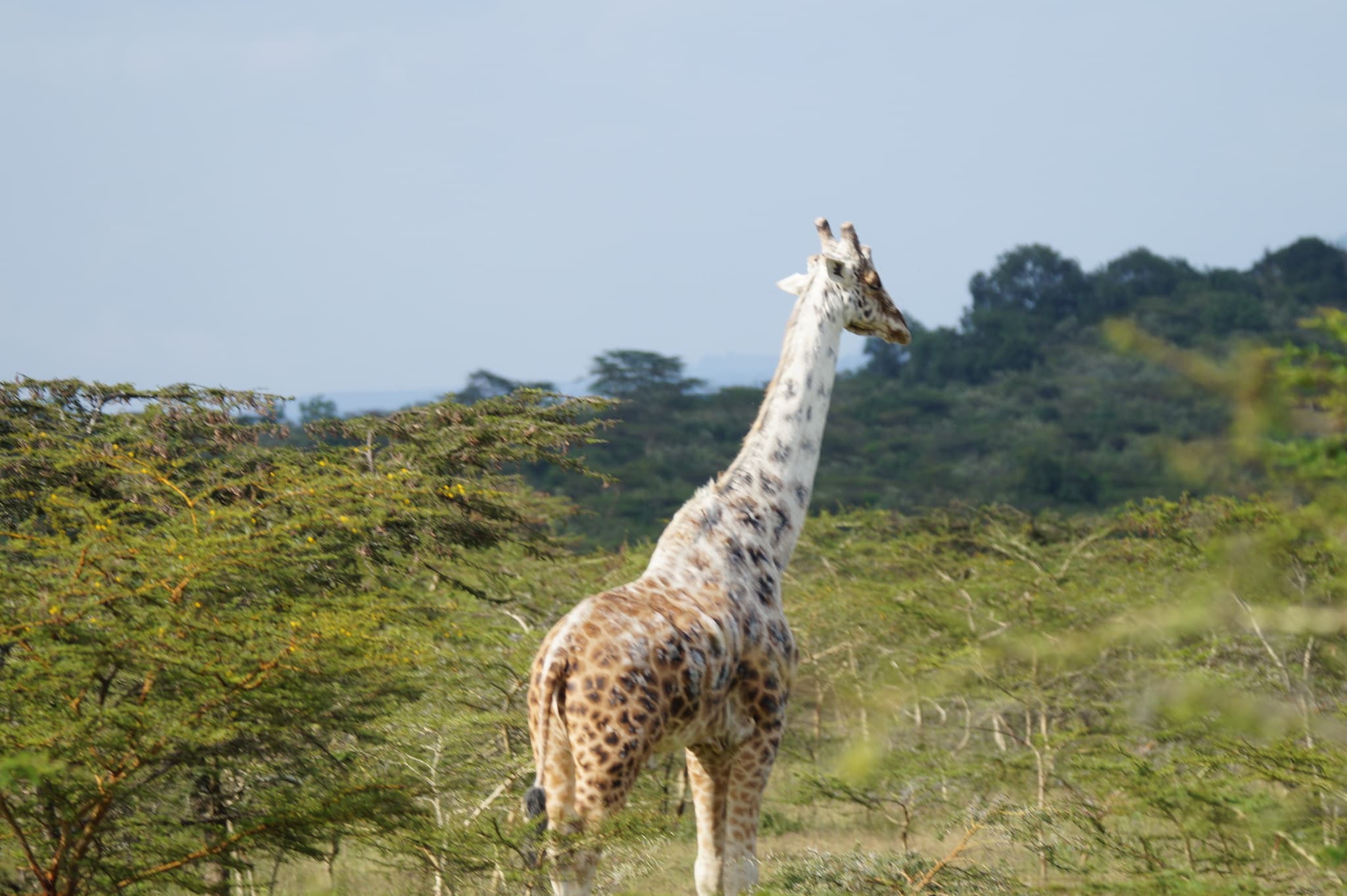 Giraffe — photograph 2