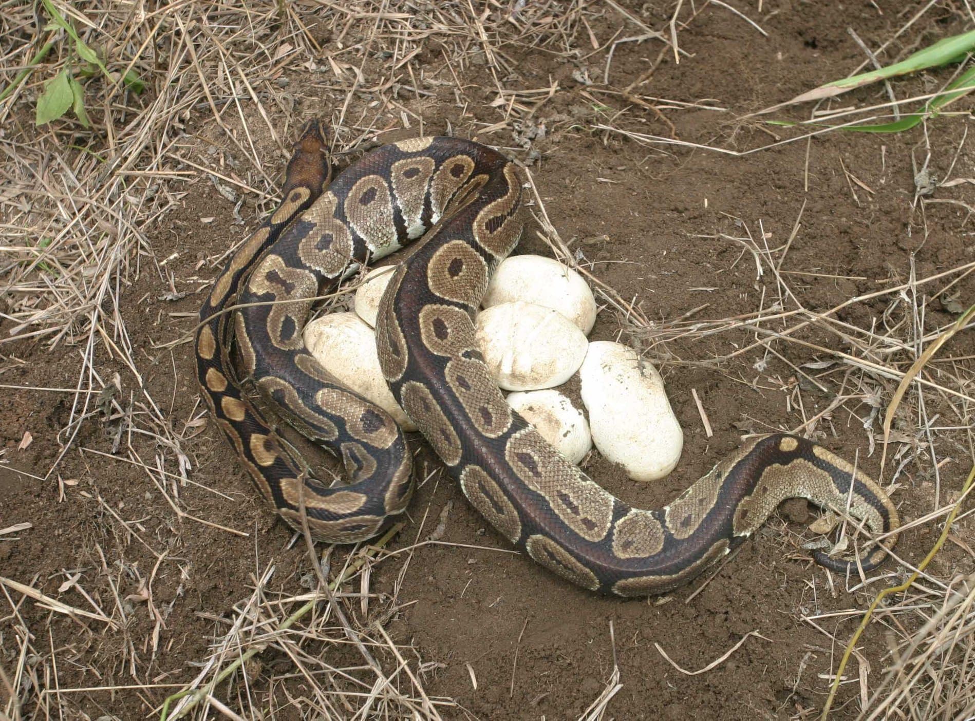 Ball Python — photograph 3