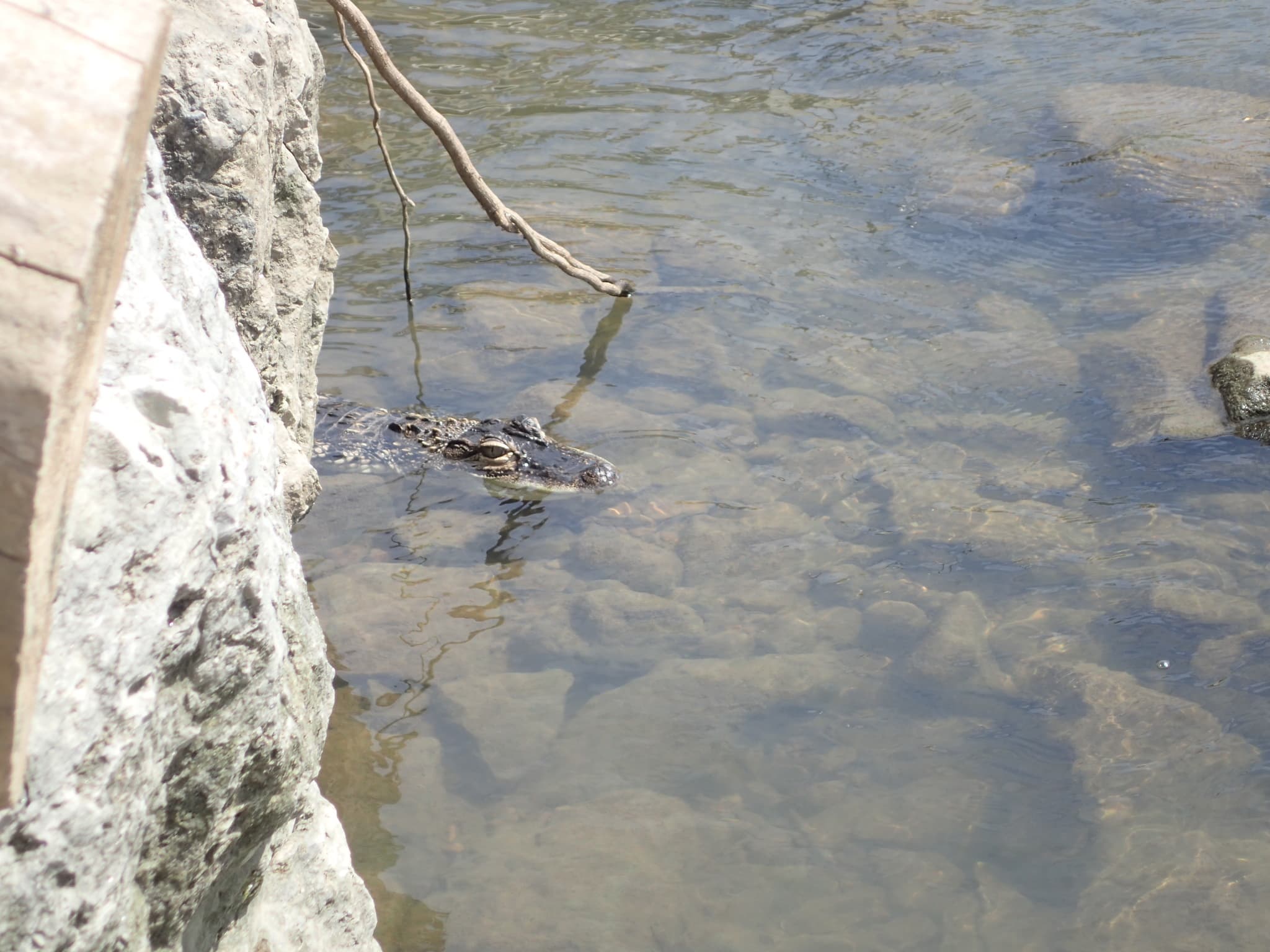 American Alligator — photograph 2