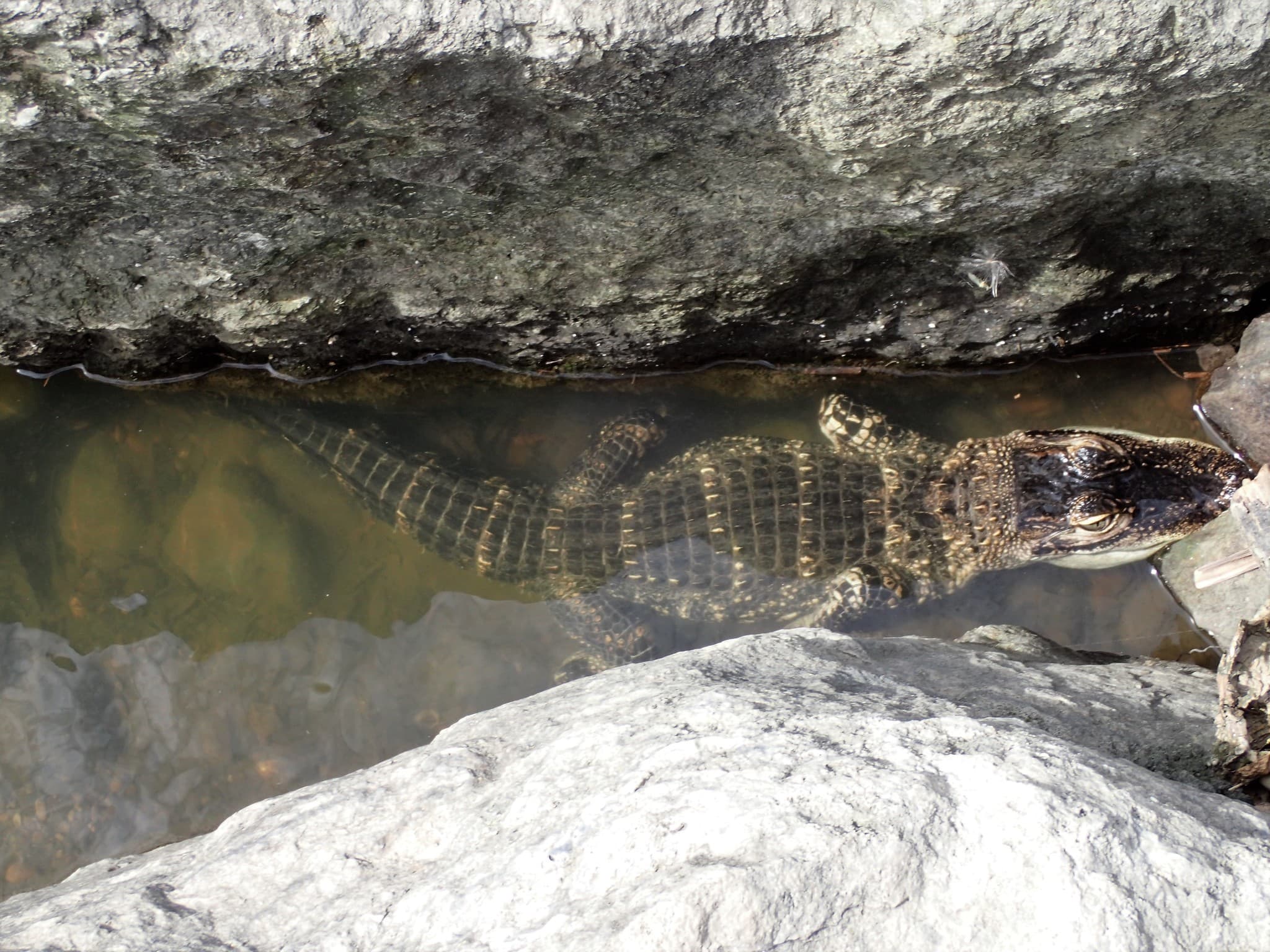 American Alligator photo