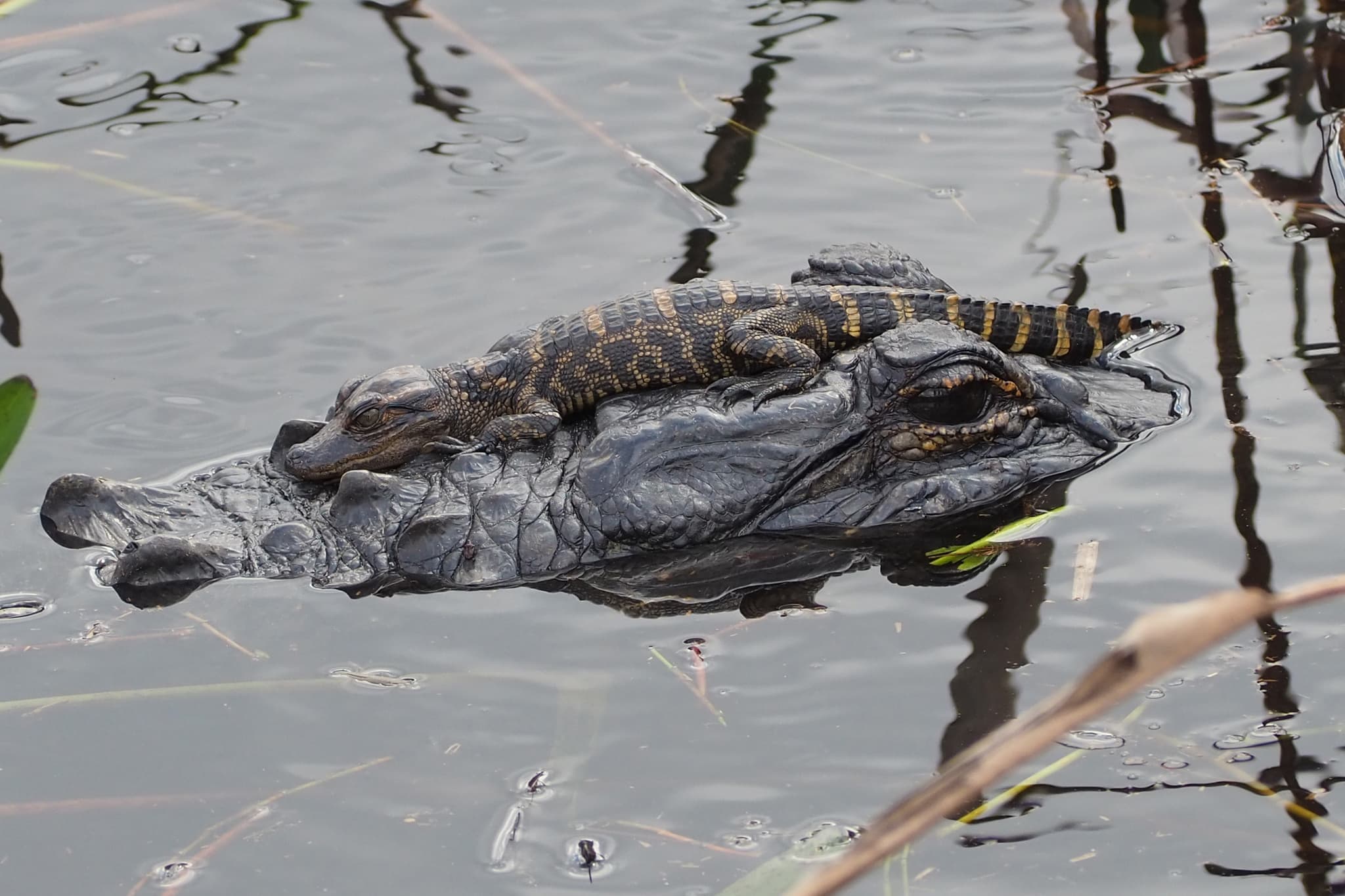 American Alligator — photograph 3