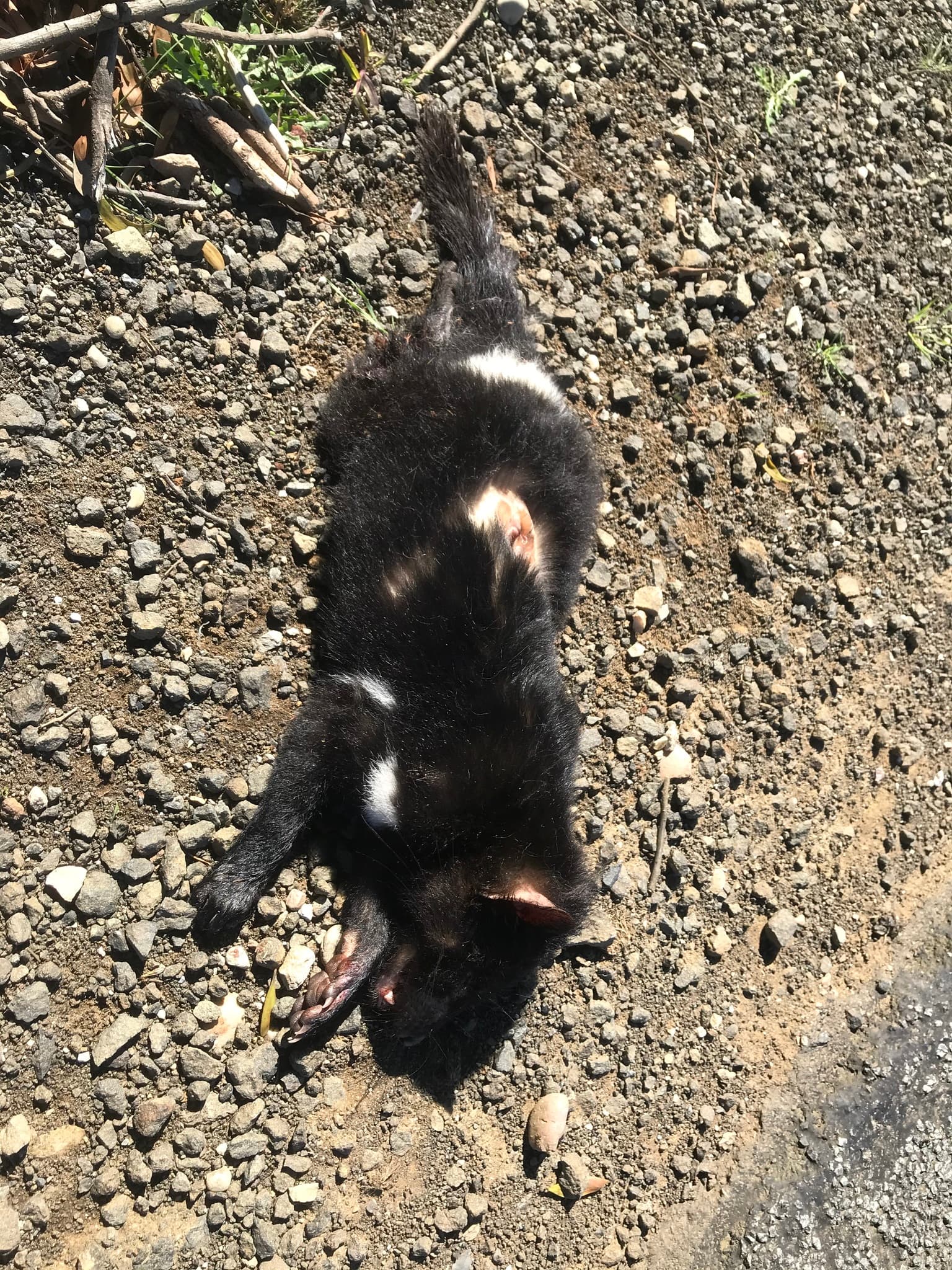 Tasmanian Devil — photograph 2