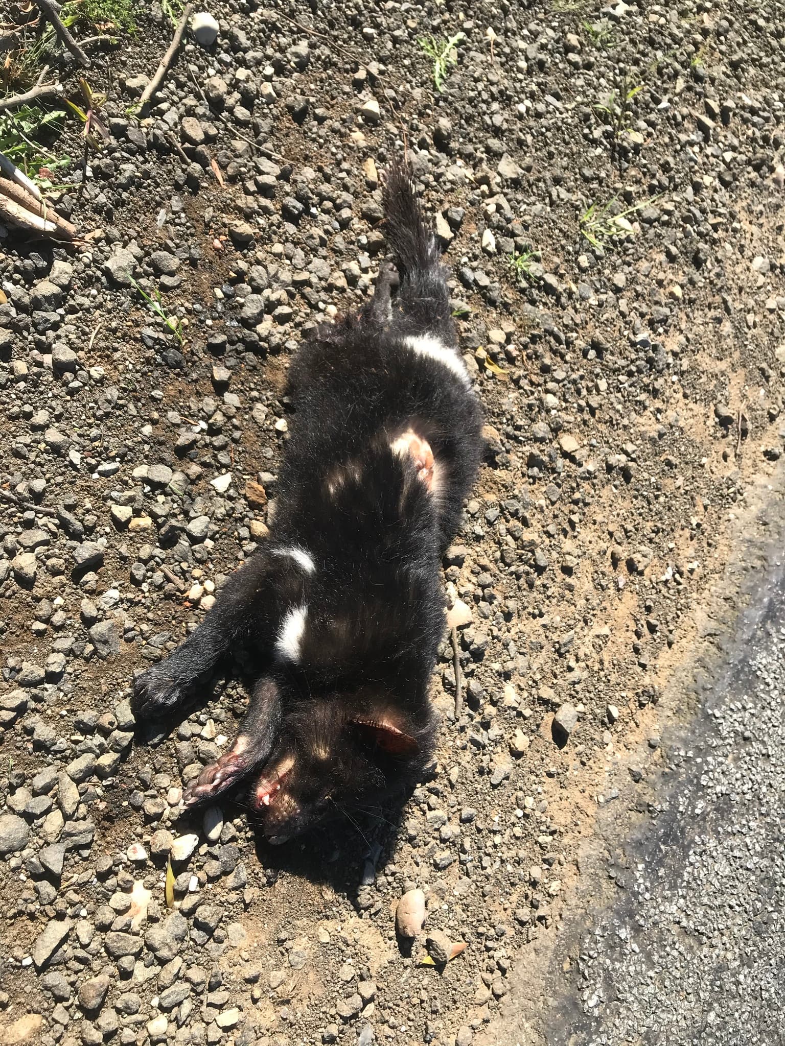 Tasmanian Devil photo