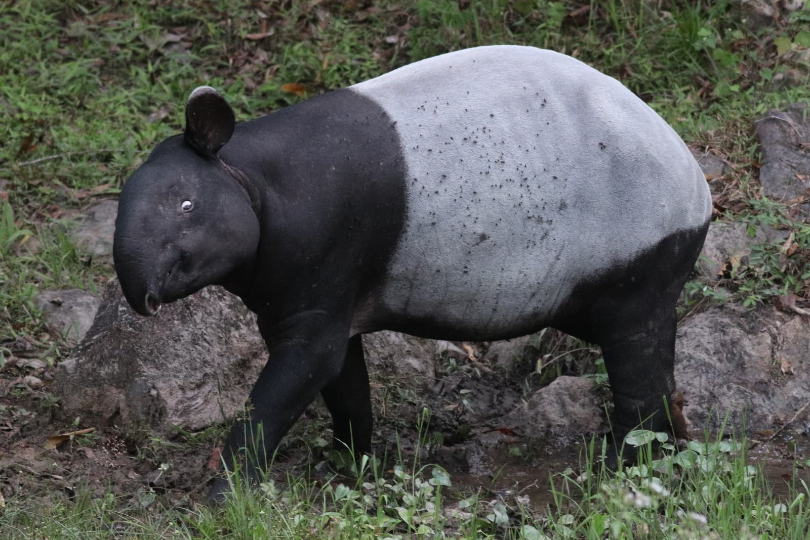 Malayan Tapir photo