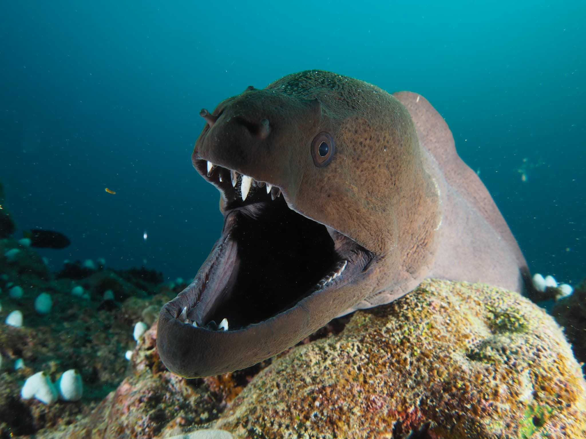 Giant Moray — photograph 2