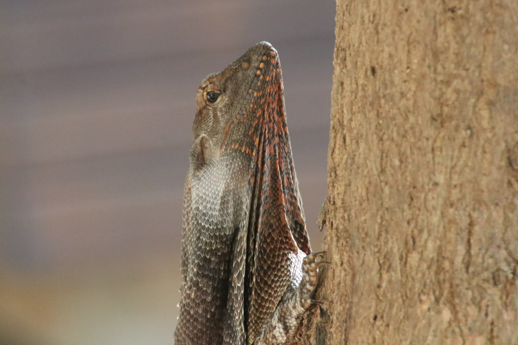 Frilled Lizard photo