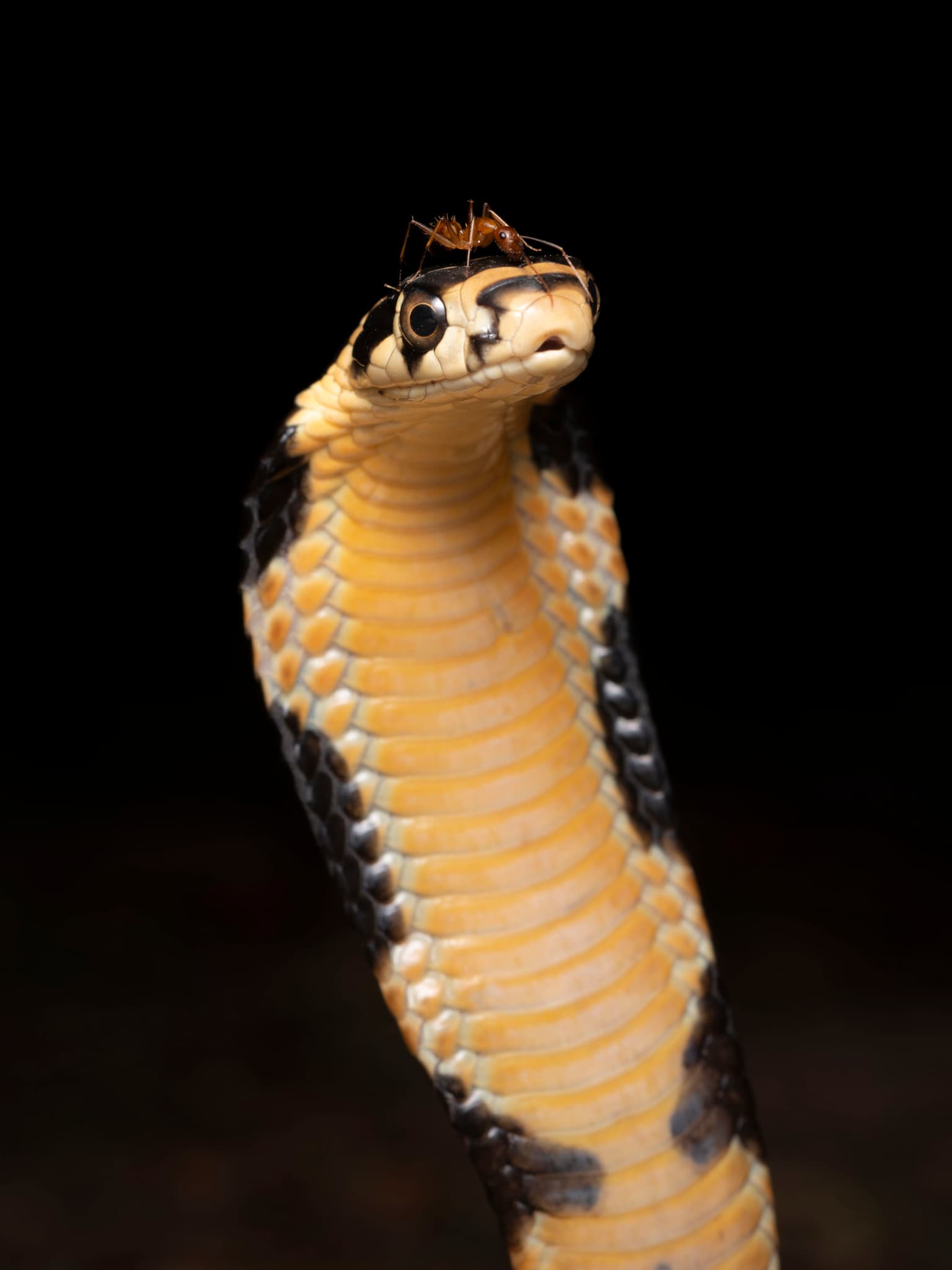 King Cobra — photograph 2