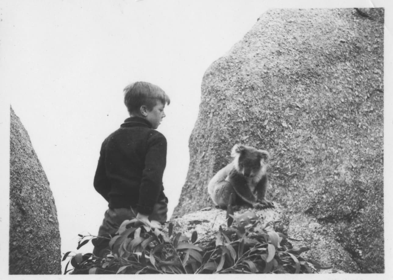 Koala photo