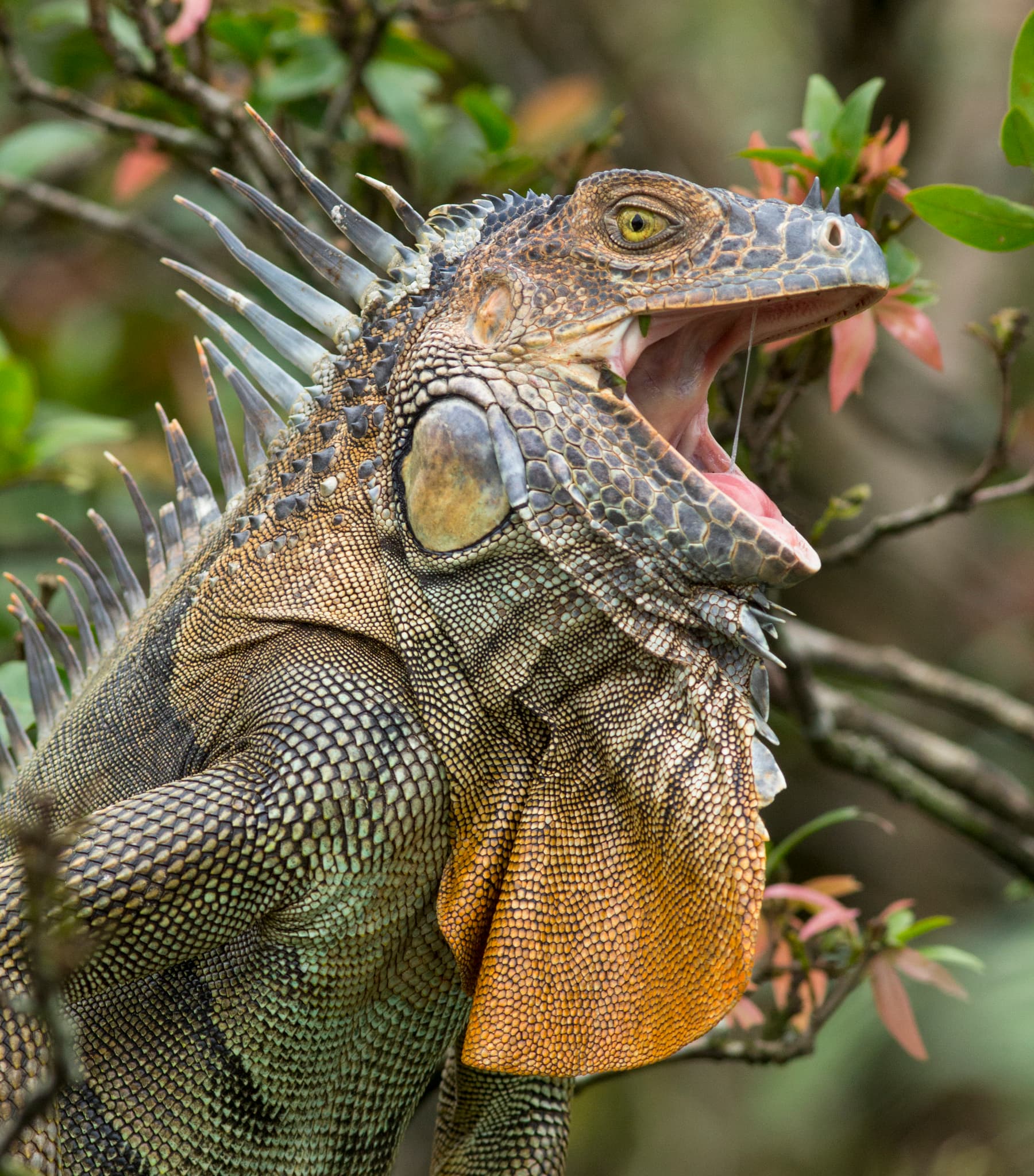 Common Iguana — photograph 3