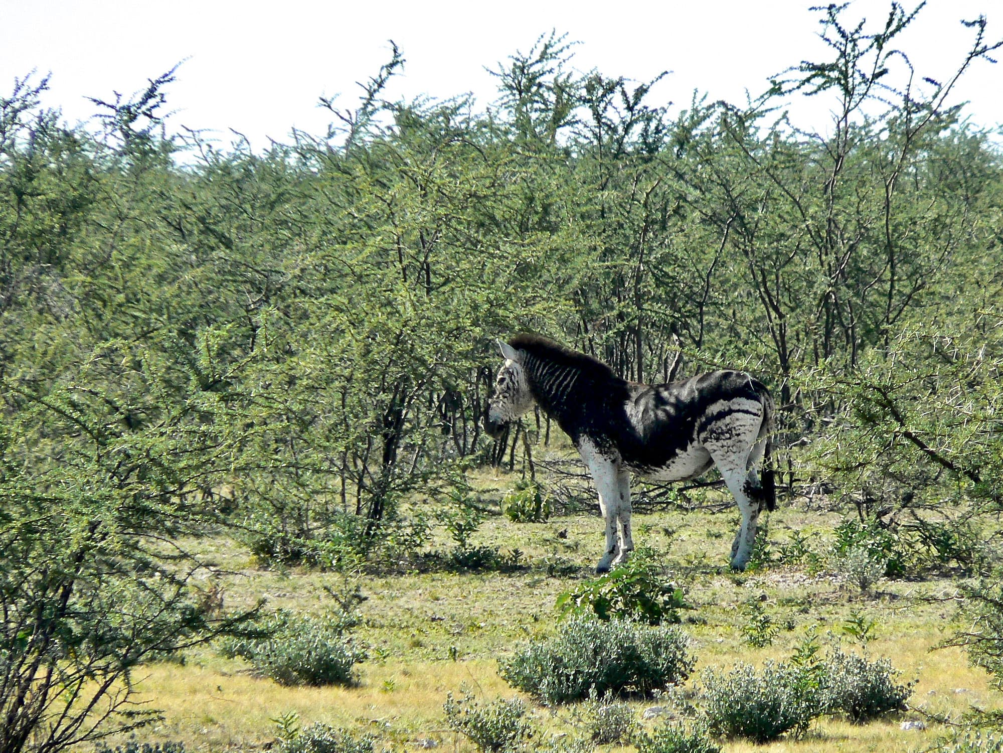 Plains Zebra — photograph 3