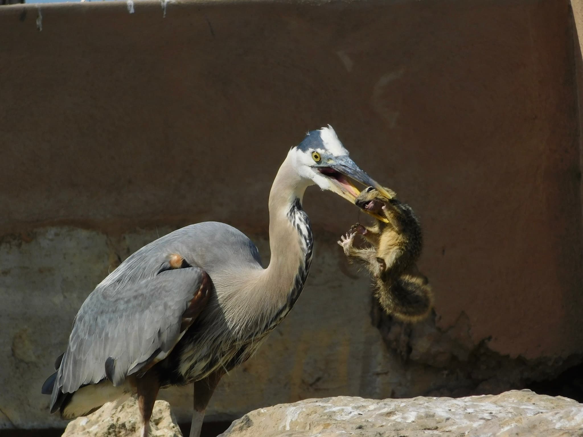 Great Blue Heron — photograph 2