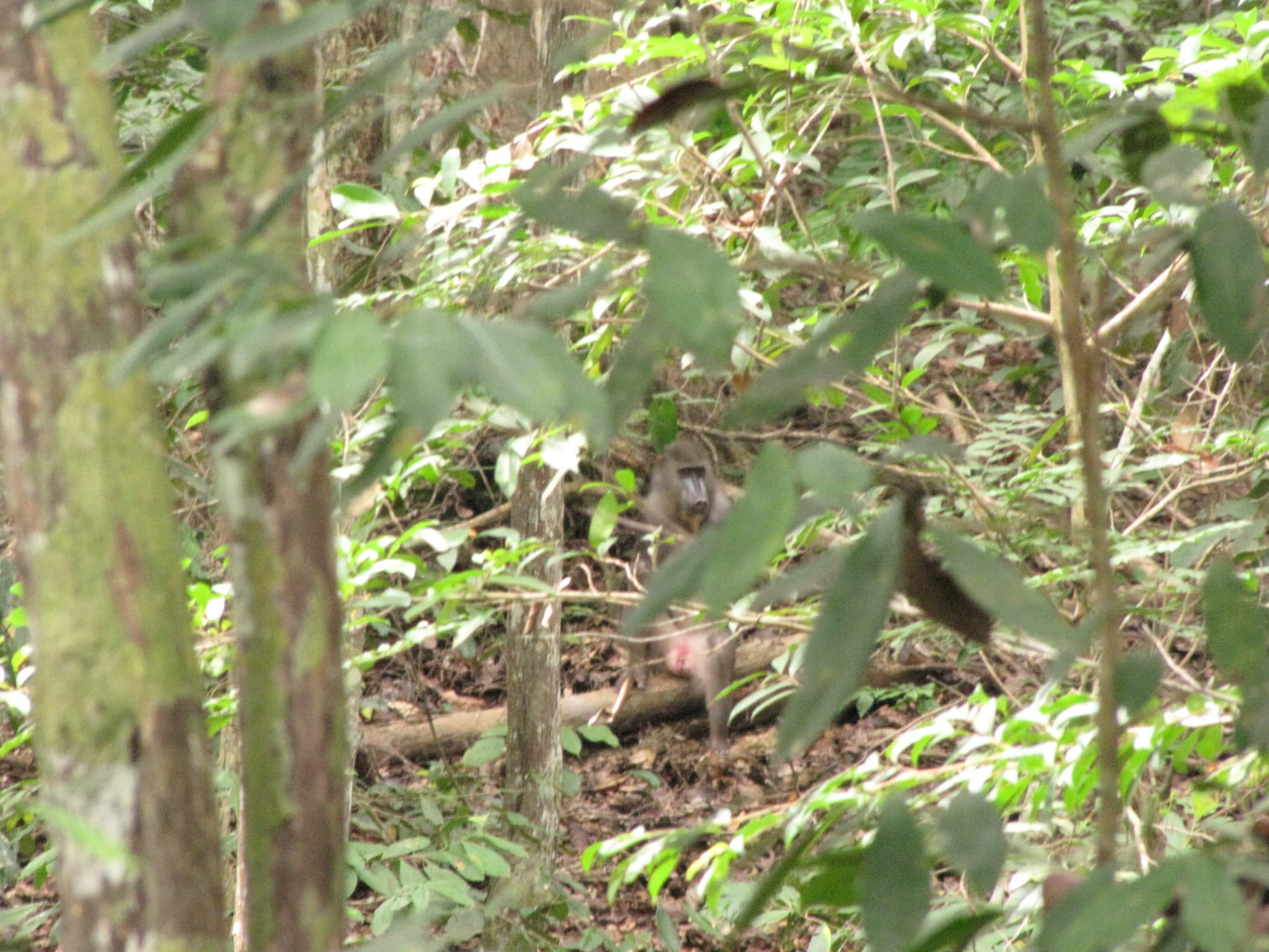 Mandrill — photograph 3