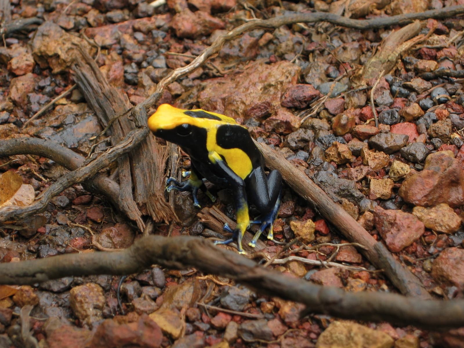 Dyeing Poison Dart Frog photo