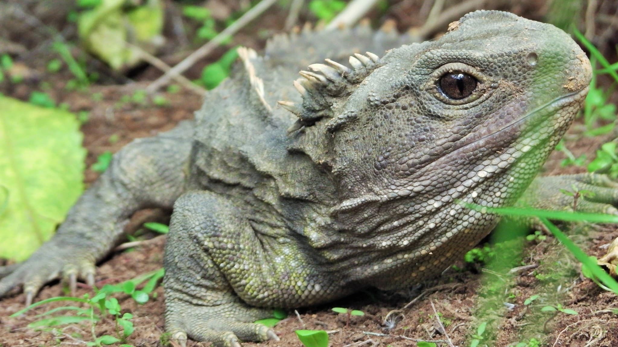 Tuatara photo