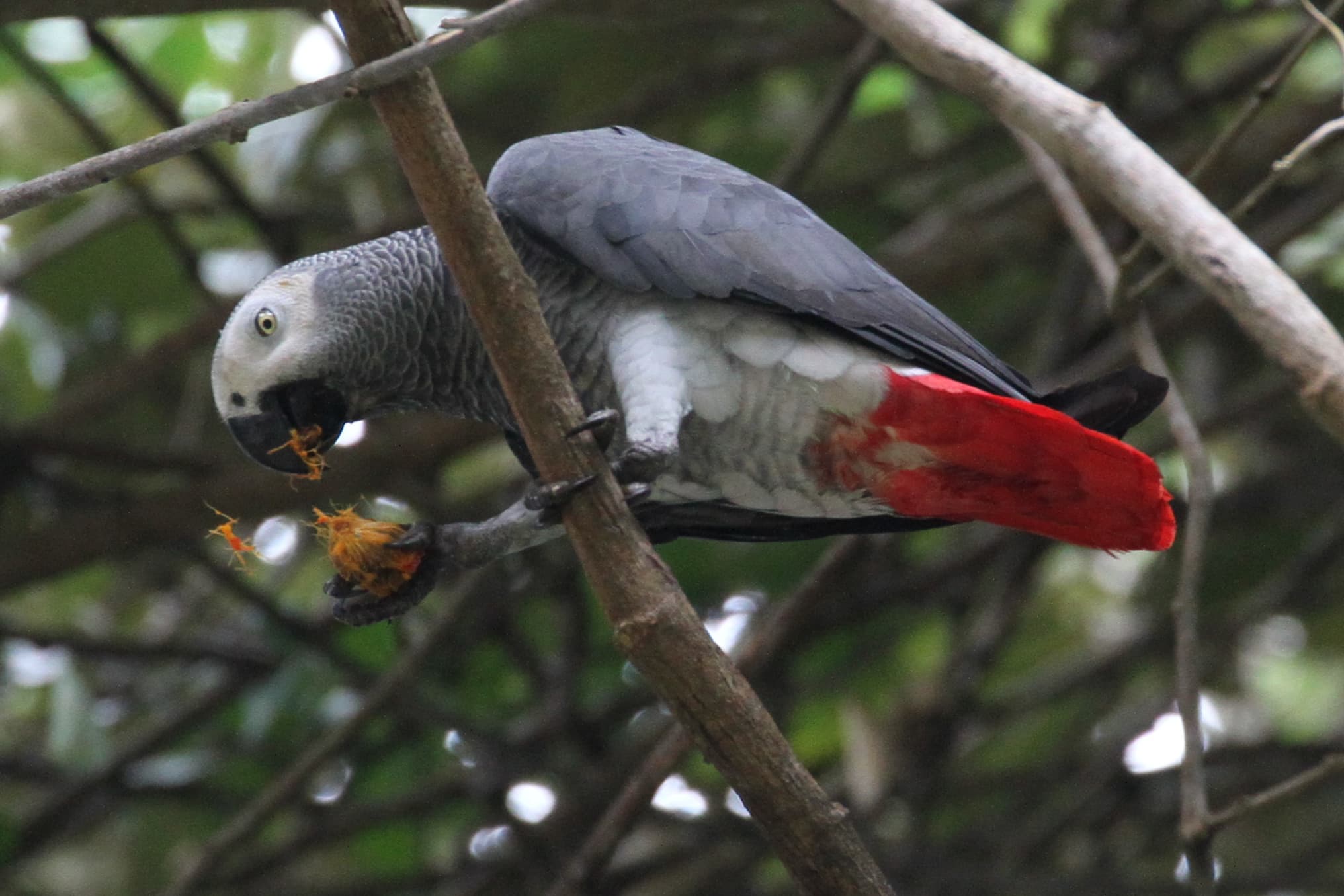 African Grey Parrot — photograph 3