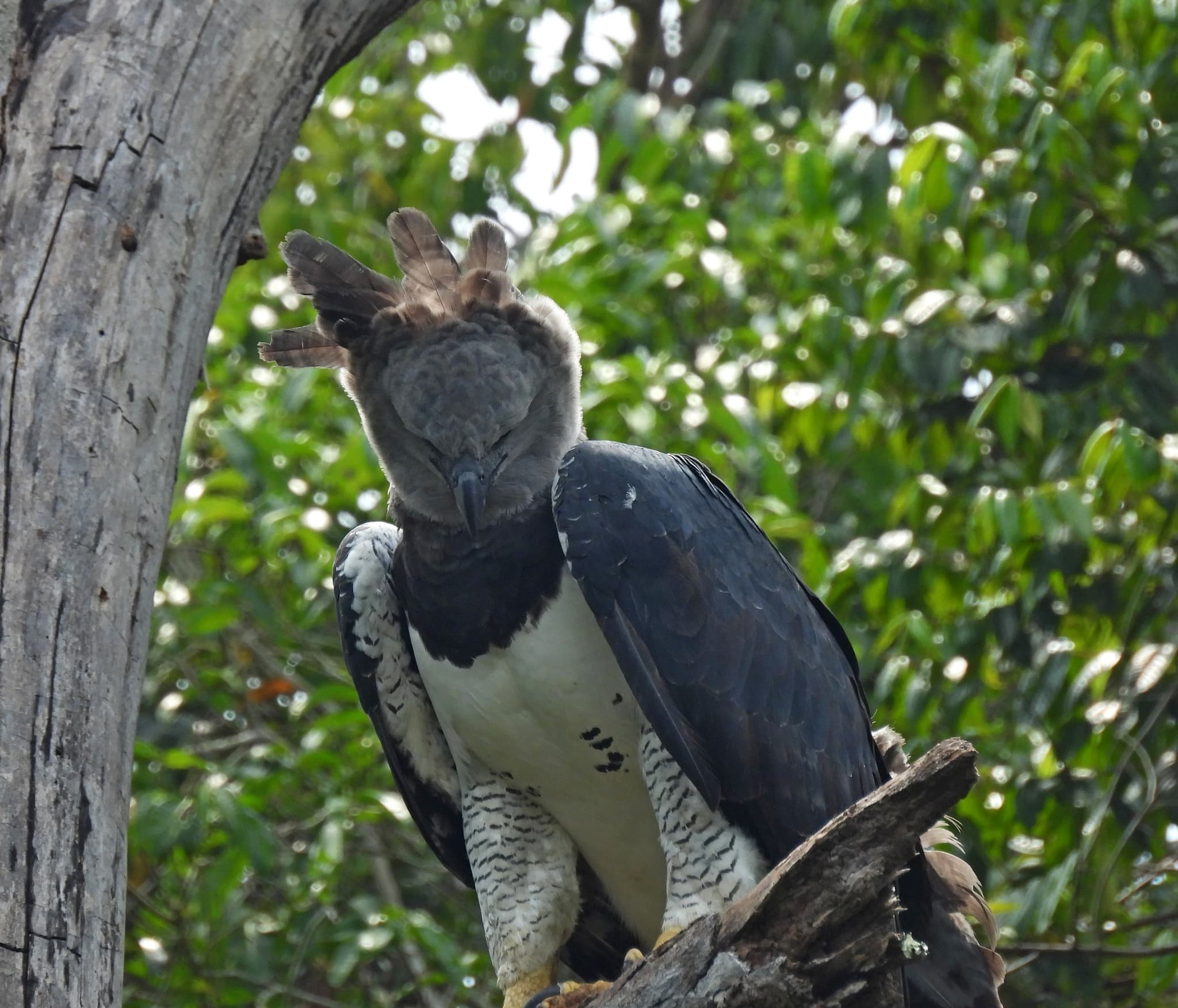 Harpy Eagle — photograph 3