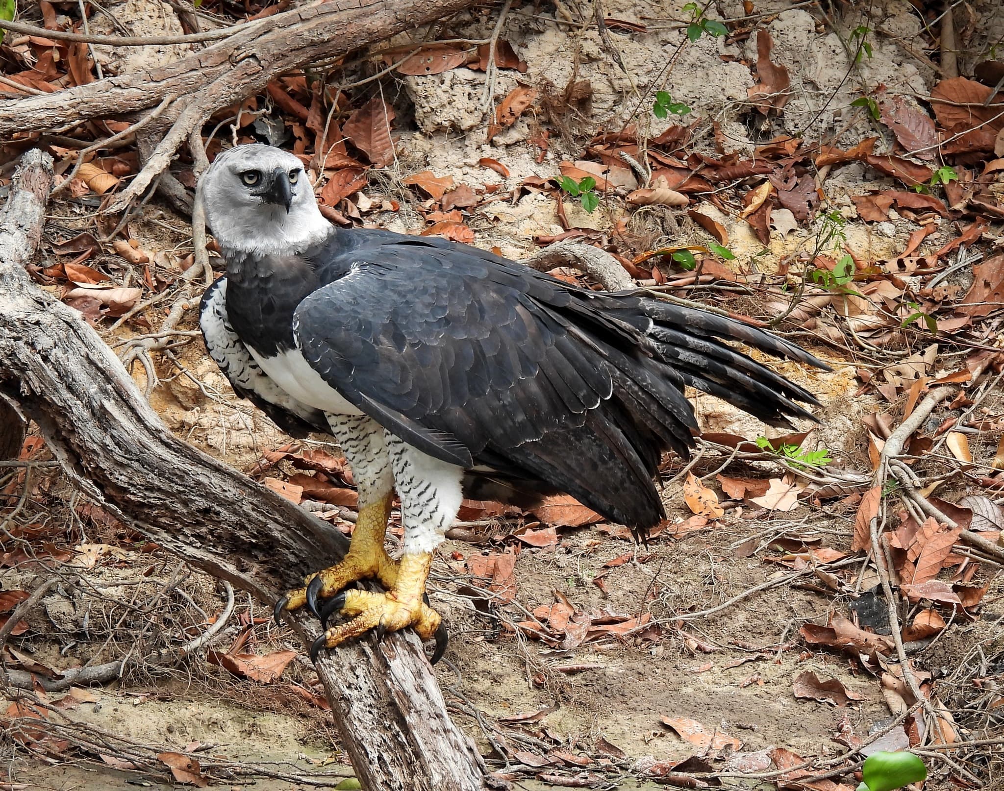 Harpy Eagle — photograph 2