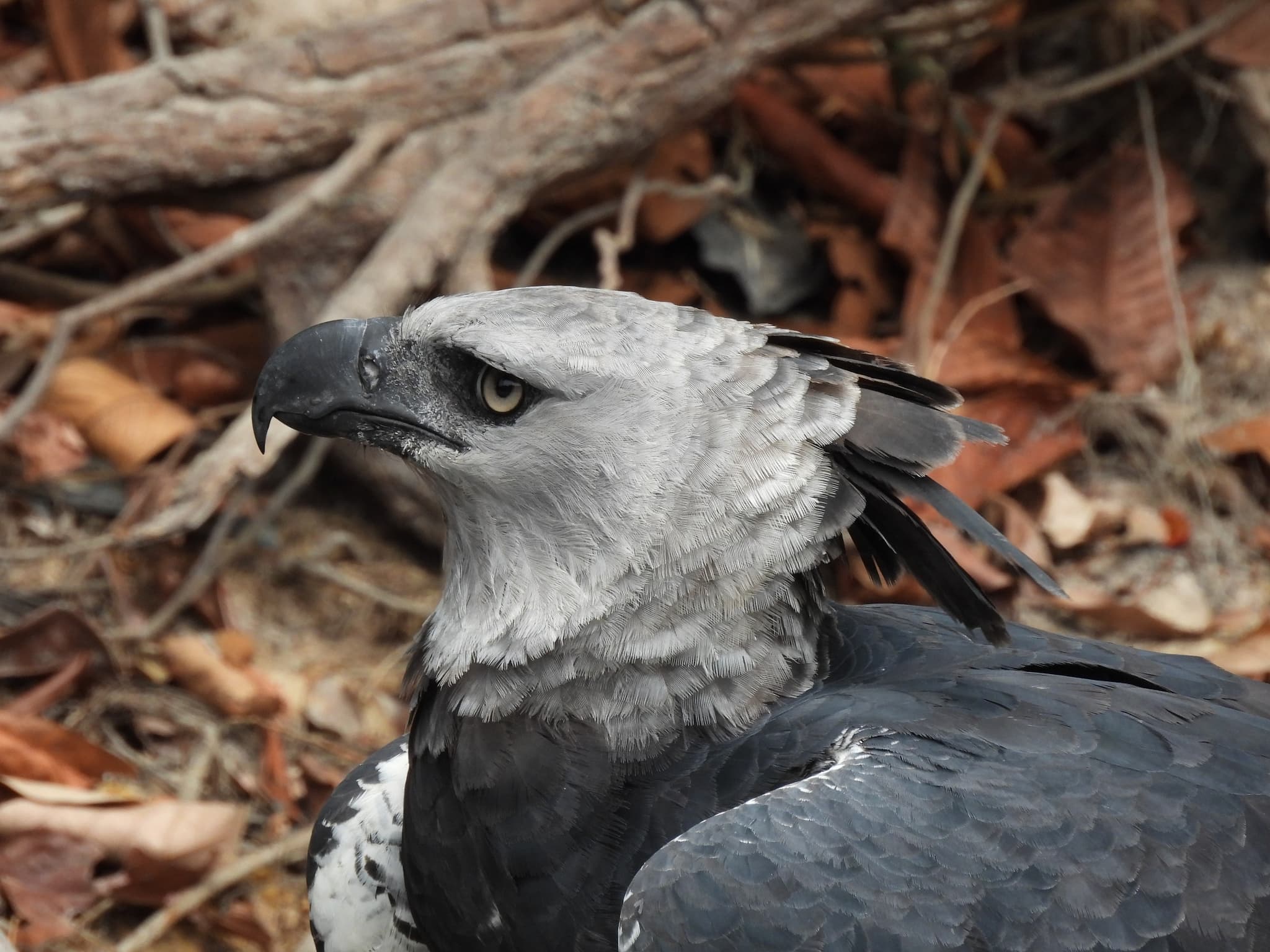 Harpy Eagle photo