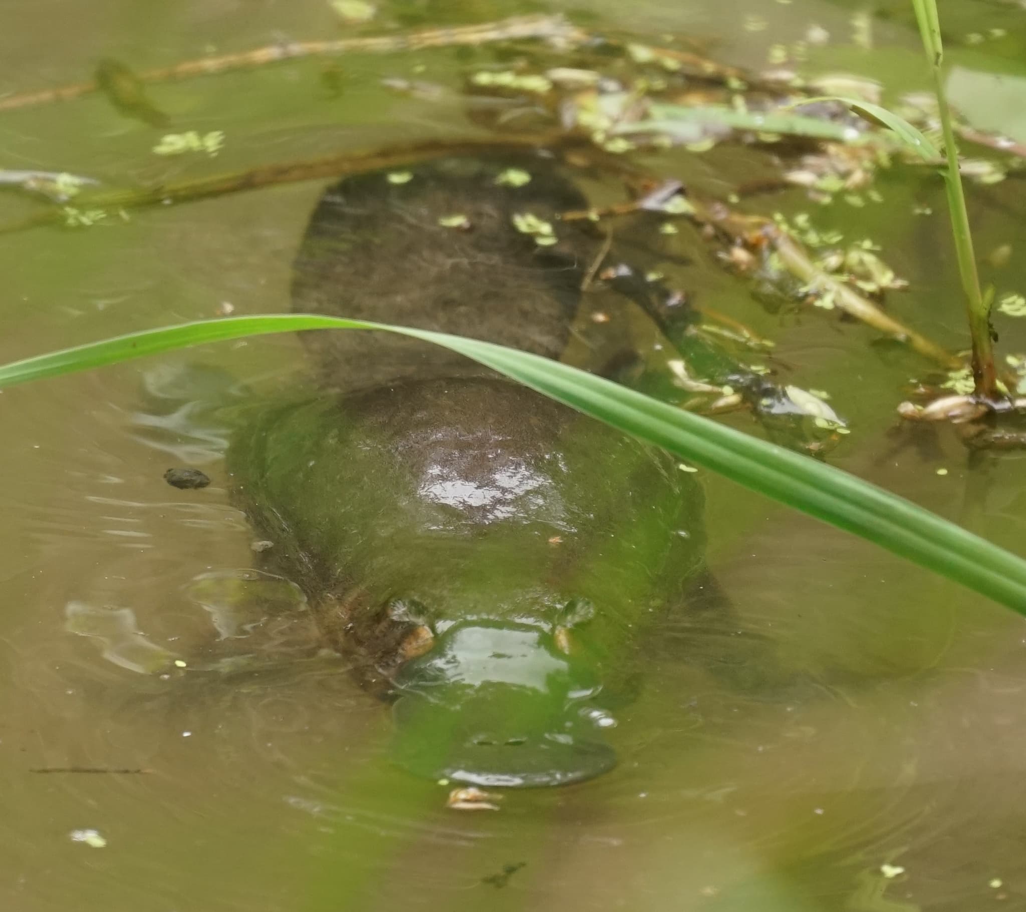 Platypus — photograph 2