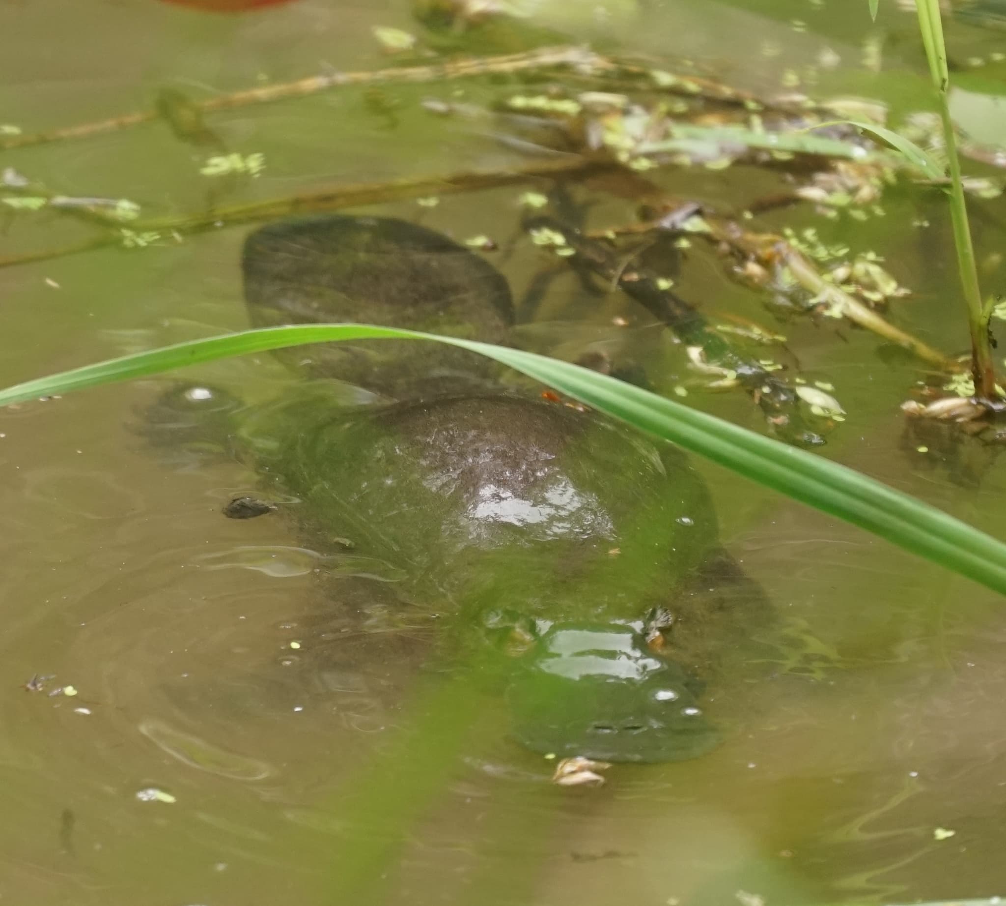 Platypus — photograph 3