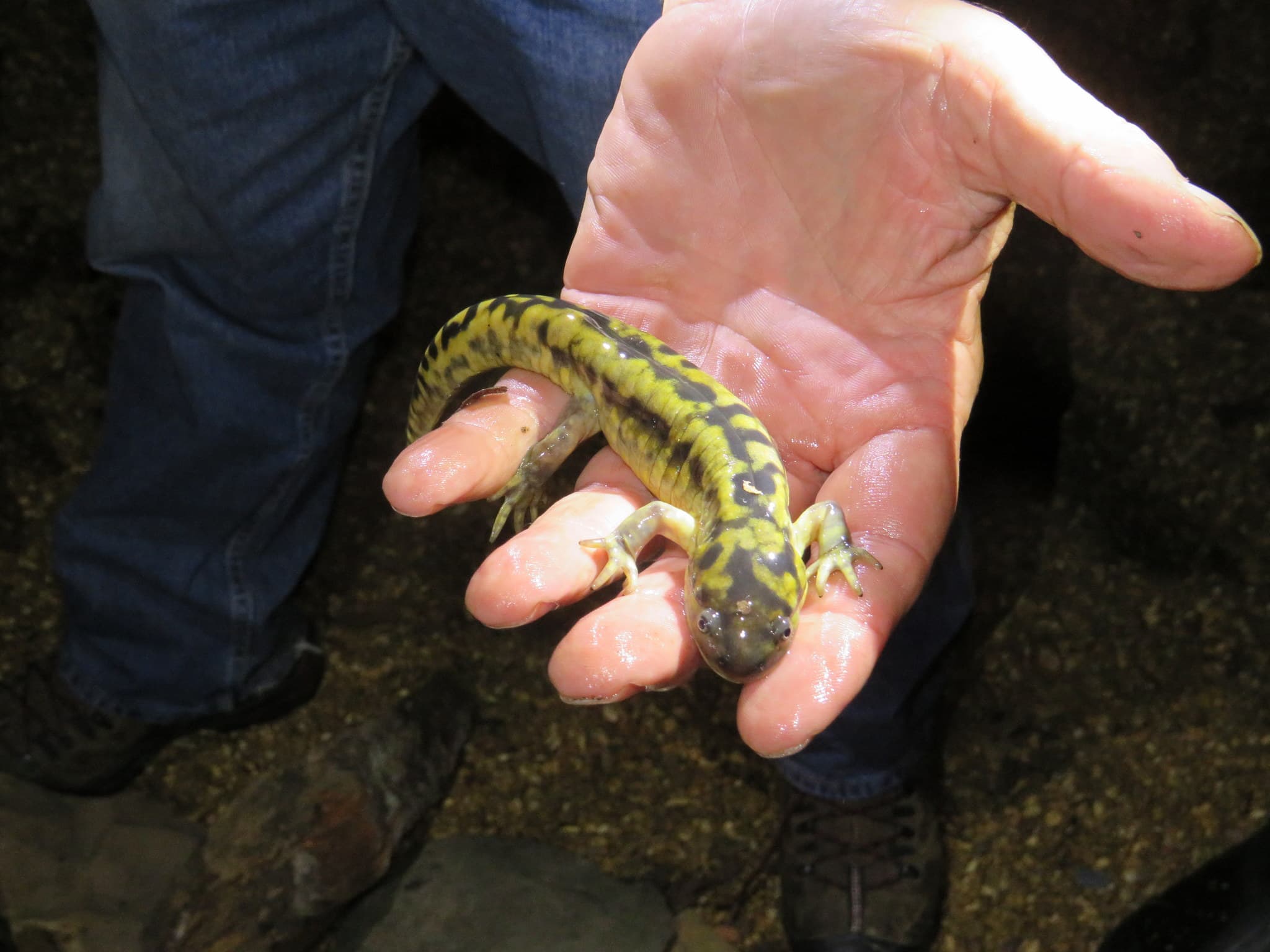 Tiger Salamander — photograph 3