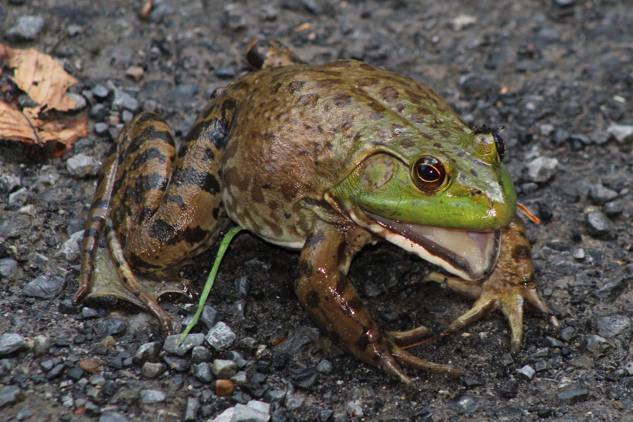 American Bullfrog — photograph 2