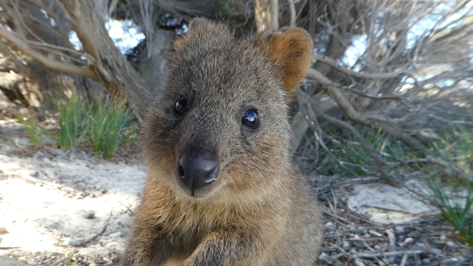 Quokka