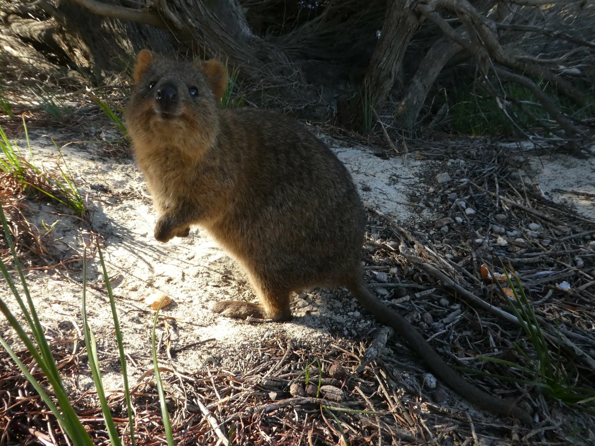 Quokka — photograph 2