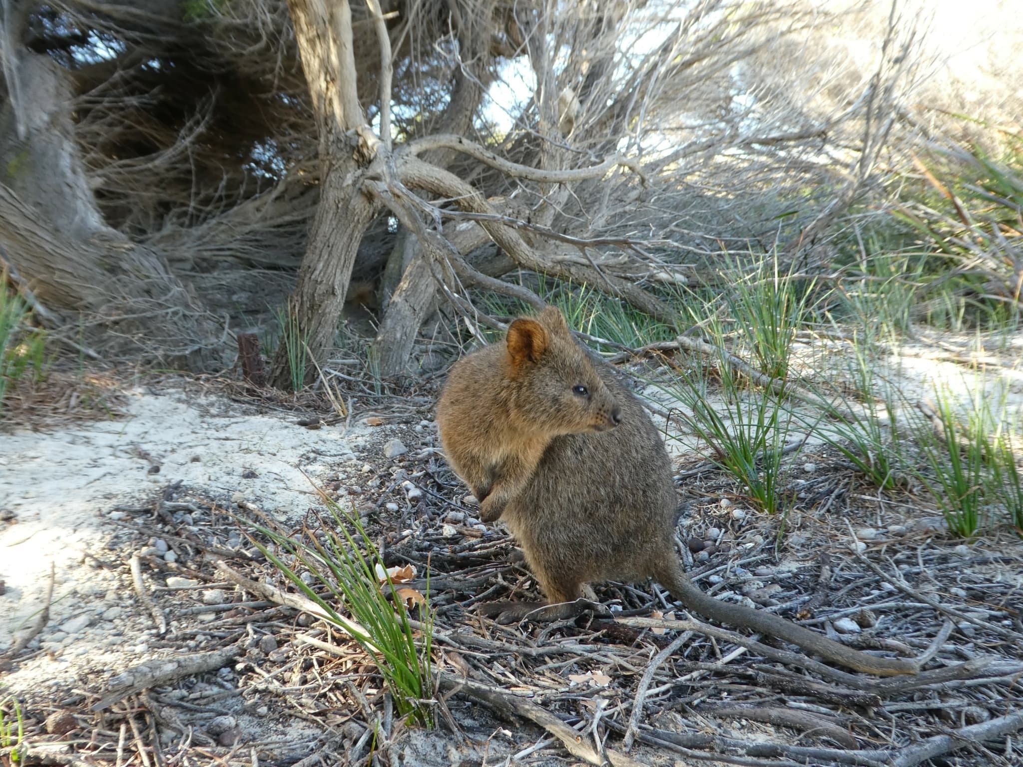 Quokka — photograph 3