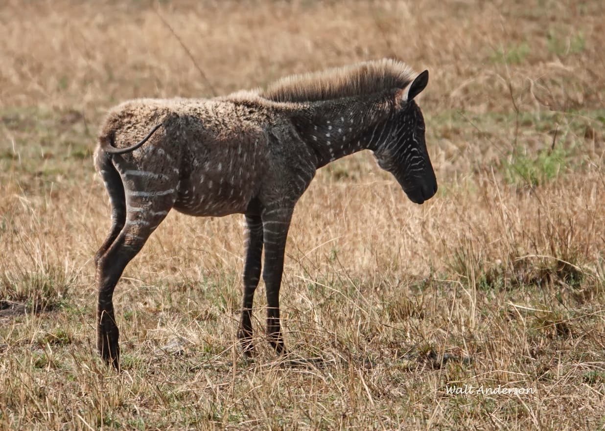 Plains Zebra — photograph 2