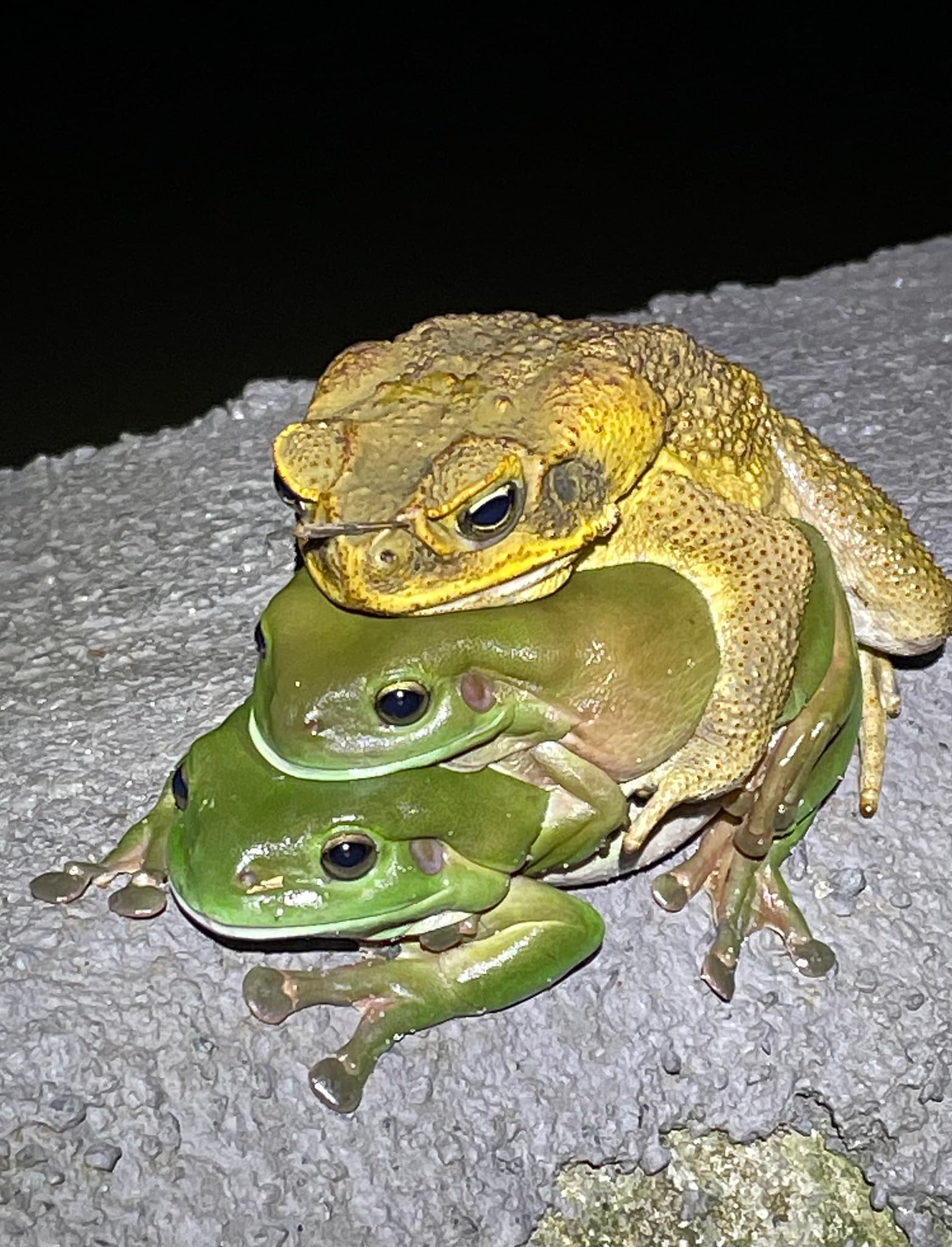 Cane Toad photo