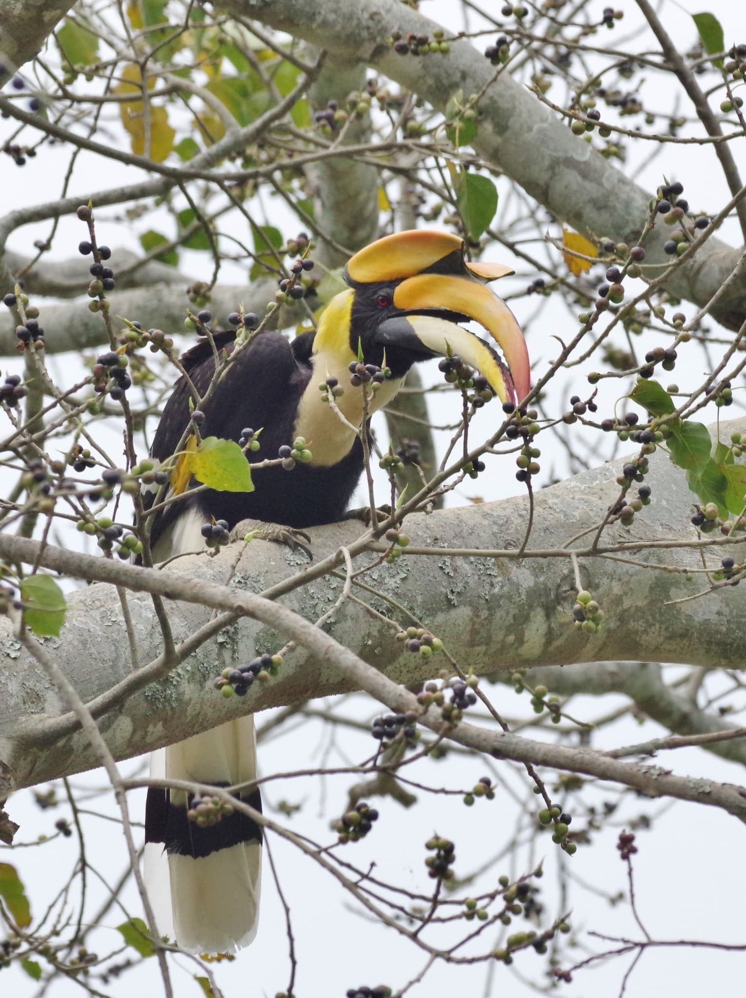 Great Hornbill photo