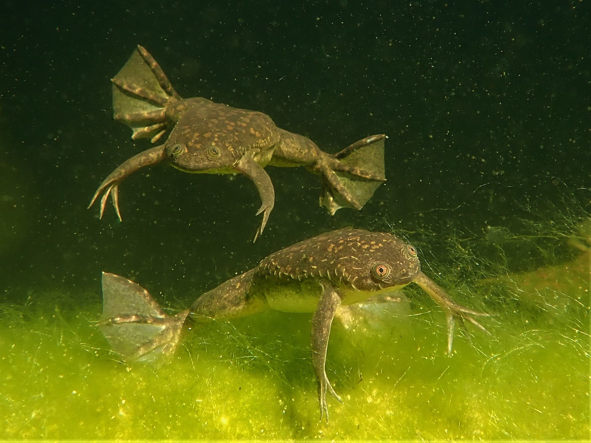 African Clawed Frog — photograph 2